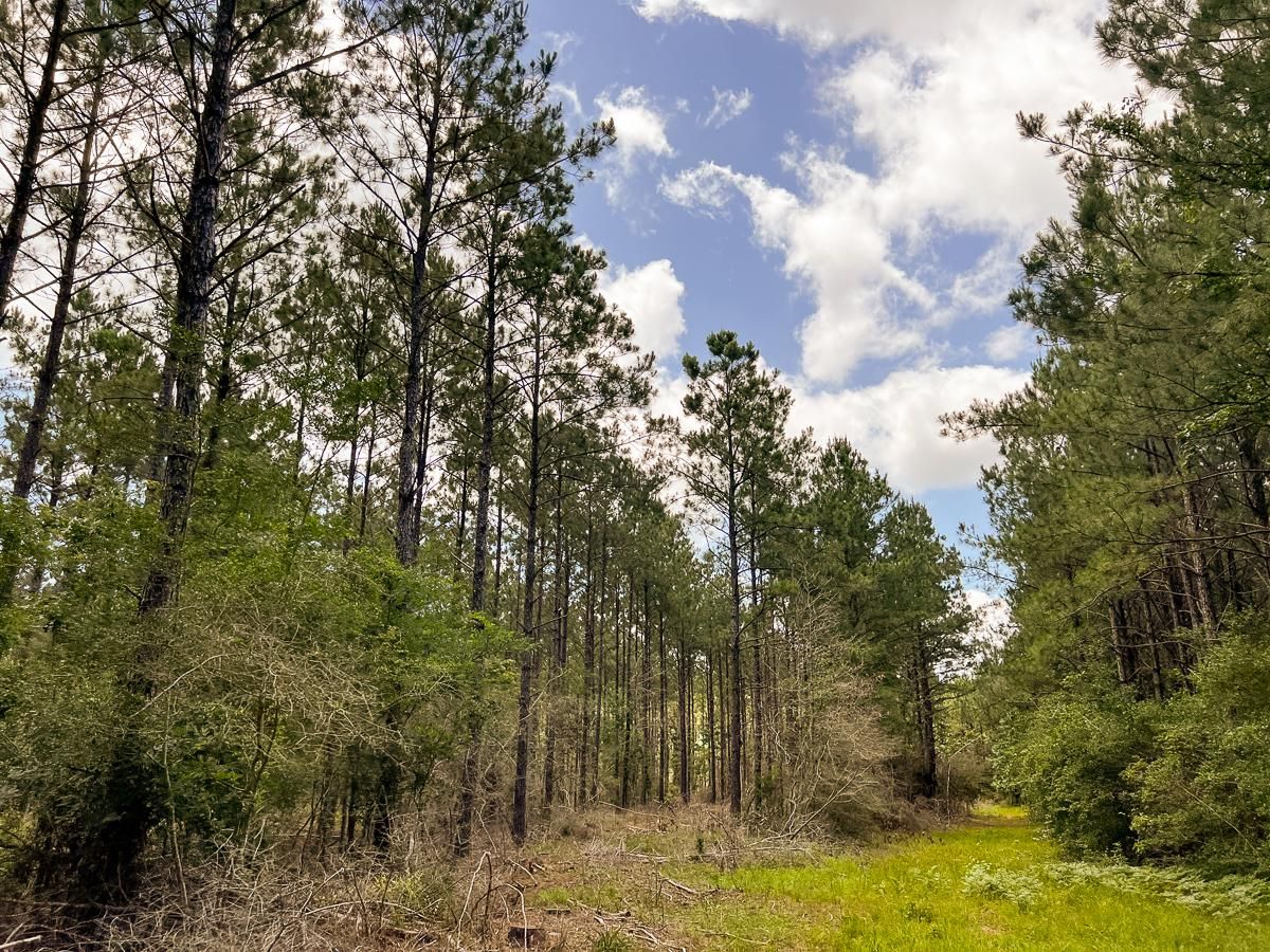 Indian Springs, Polk County, TX Farms and Ranches, Timberland Property