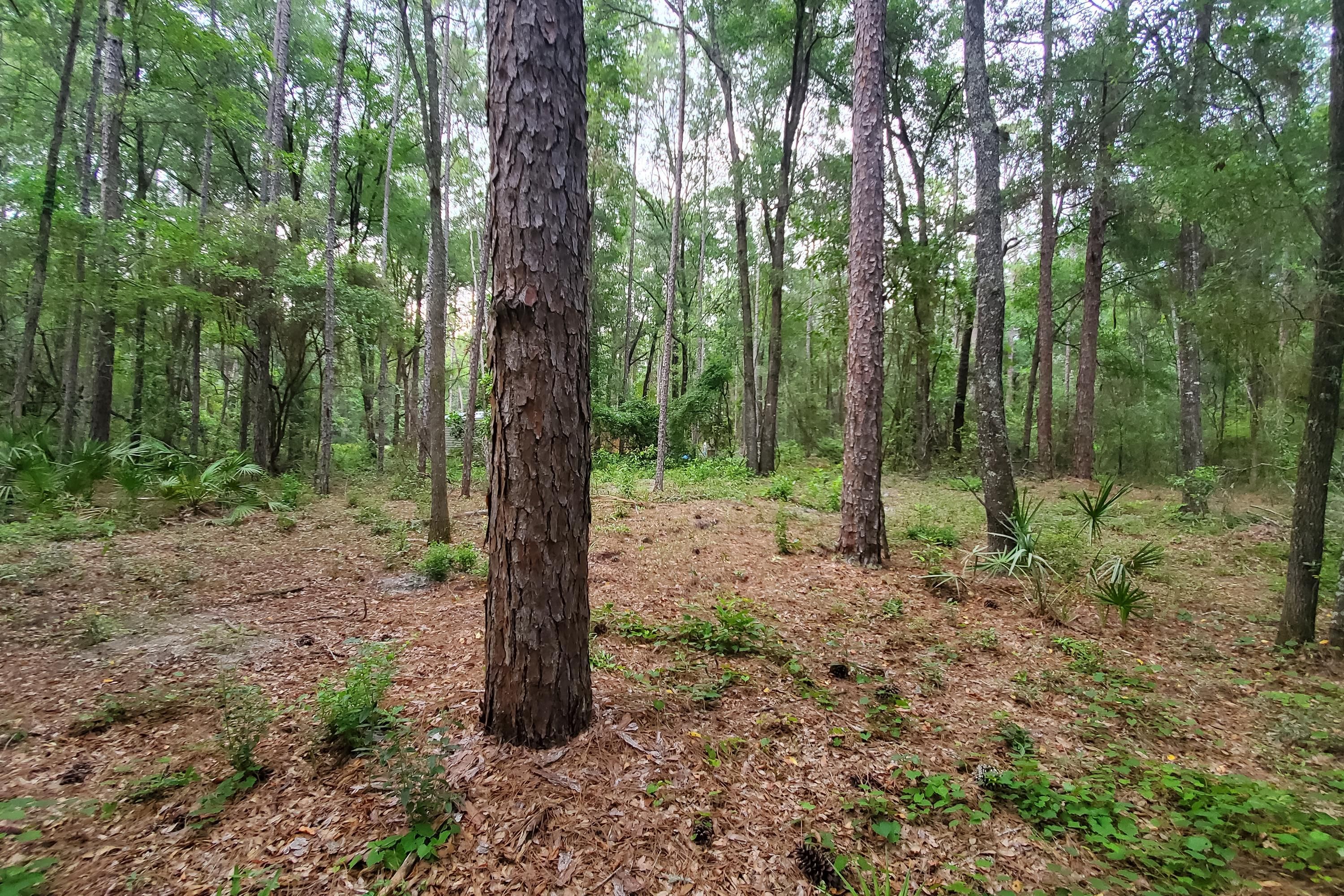 Mcalpin, Suwannee County, FL Recreational Property, Homesites for sale Property ID 413698680