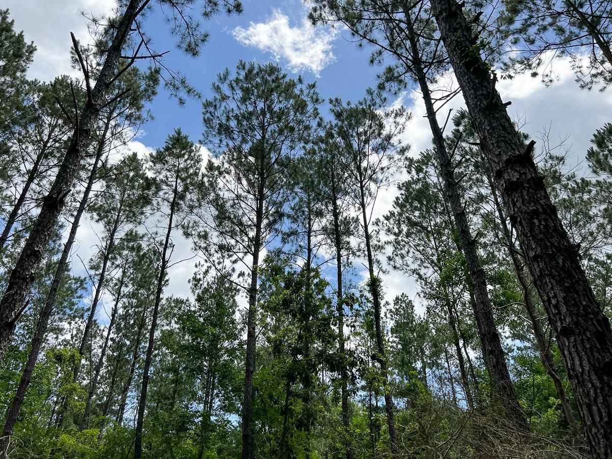 Kelley Road, Indian Springs, TX 77351 LandWatch
