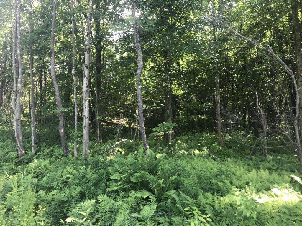 Altmar, Oswego County, NY Recreational Property, Hunting Property for sale Property ID