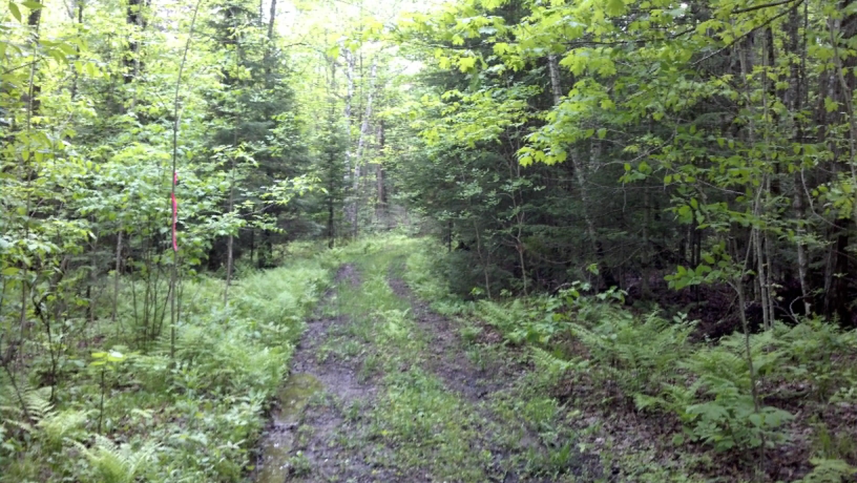 Newald, Forest County, WI Recreational Property, Timberland Property, Hunting Property for sale