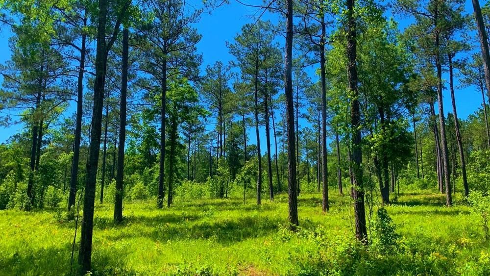 Sparta, Hancock County, GA Recreational Property, Timberland Property