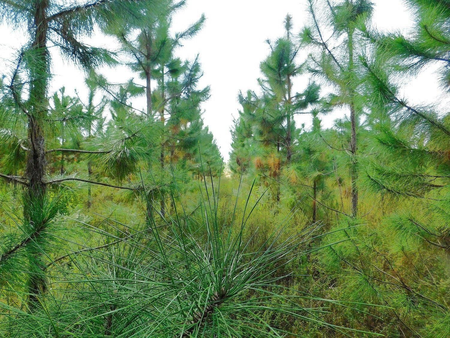 Trenton, Levy County, FL Farms and Ranches, Recreational Property