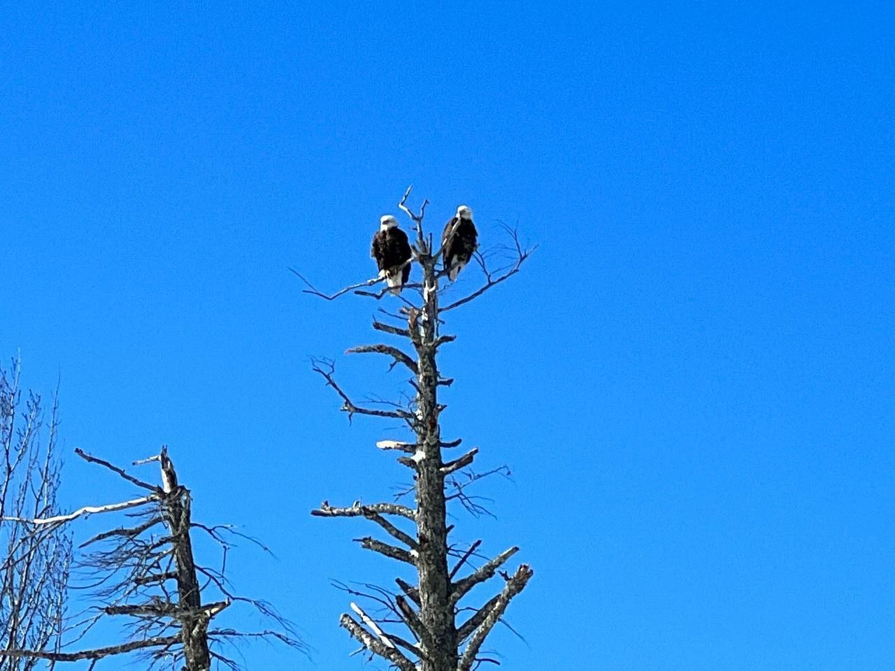 Phelps, Vilas County, WI Undeveloped Land, Lakefront Property, Waterfront Property for sale