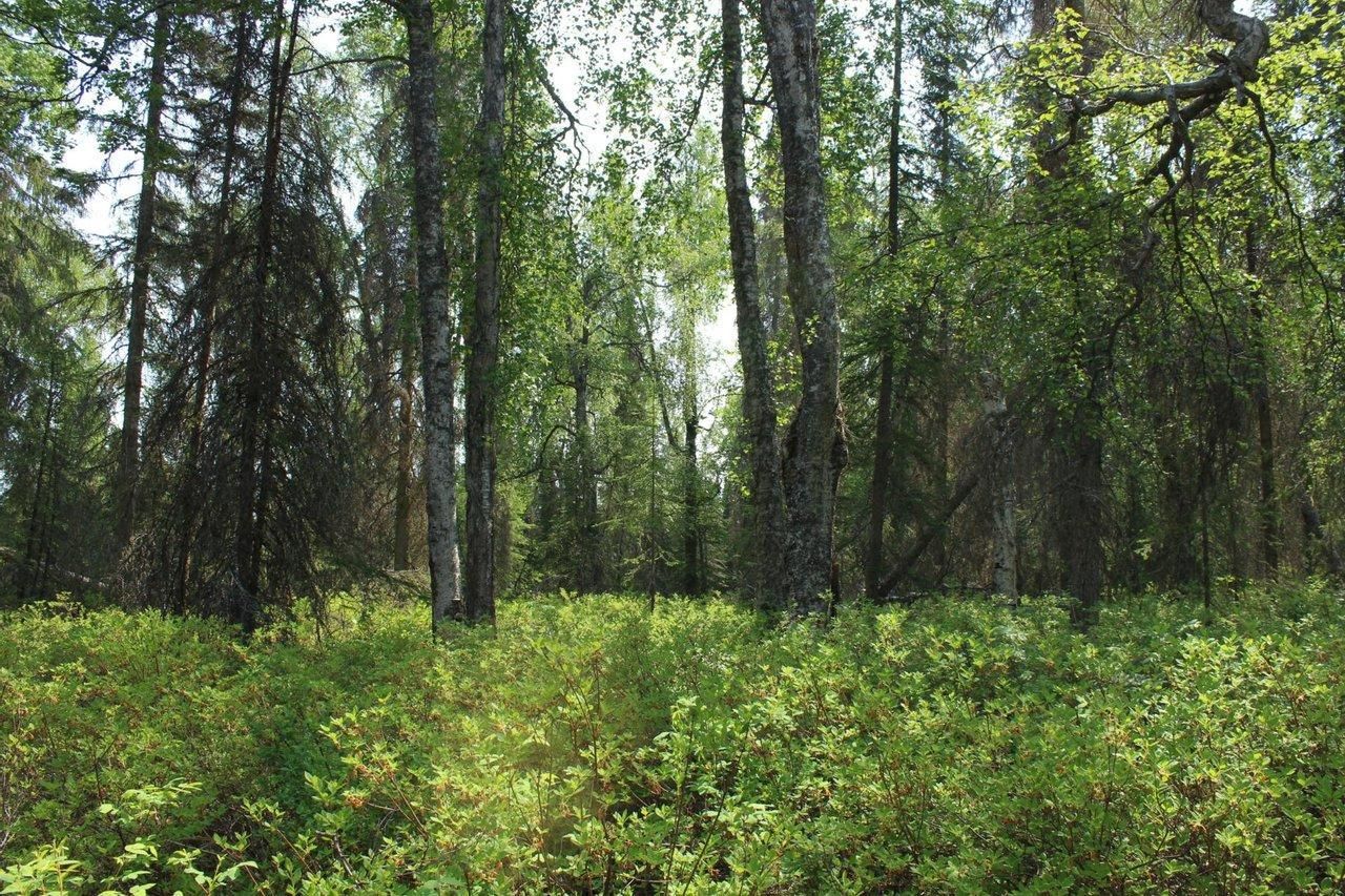 Nikiski, Kenai Peninsula Borough, AK Farms and Ranches, Recreational