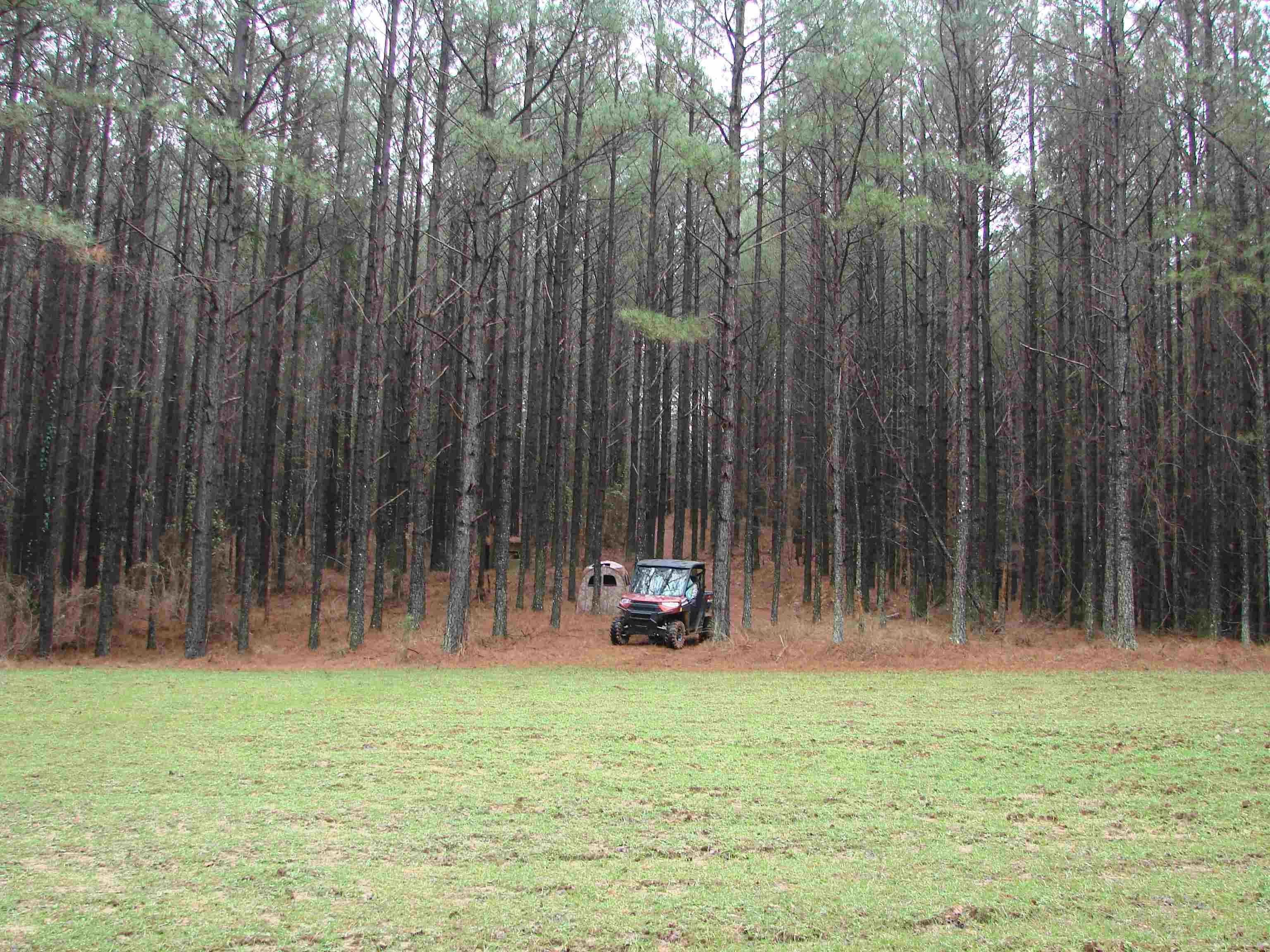 Berry, Fayette County, AL Timberland Property, Undeveloped Land, Hunting Property for sale