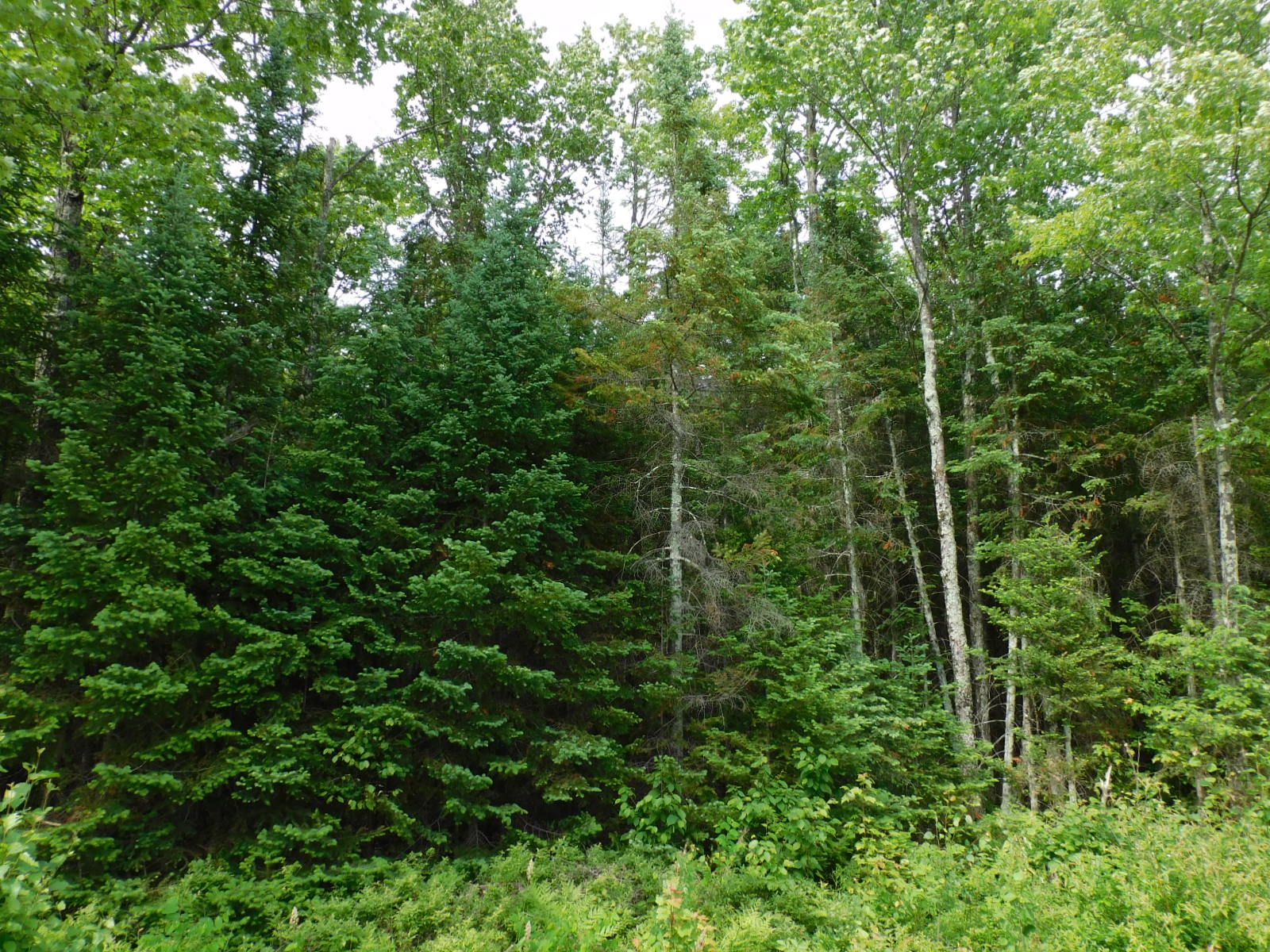 Gleason, Lincoln County, WI Undeveloped Land for sale Property ID