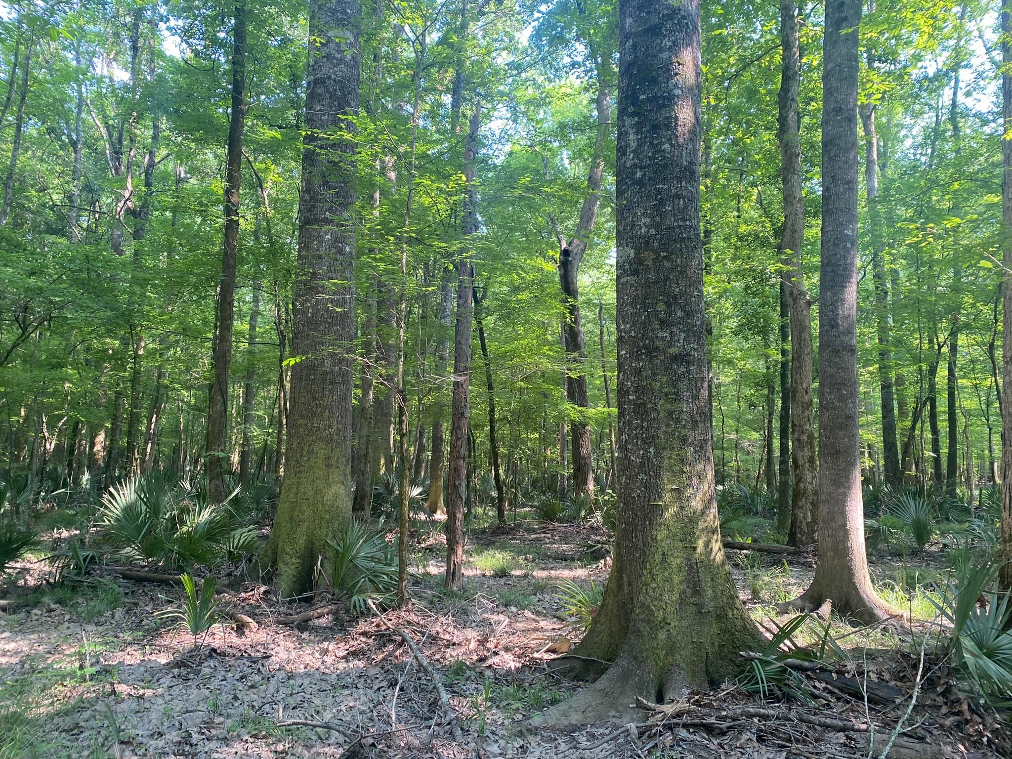 Ramer, Montgomery County, AL Recreational Property, Timberland Property