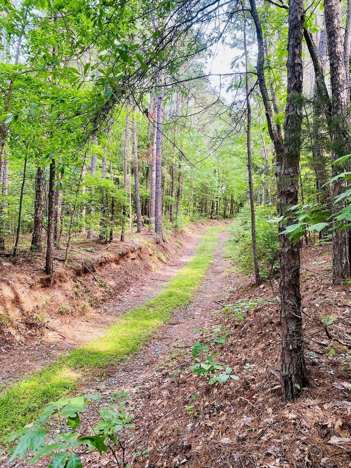 Rienzi, Alcorn County, MS Recreational Property, Hunting Property for