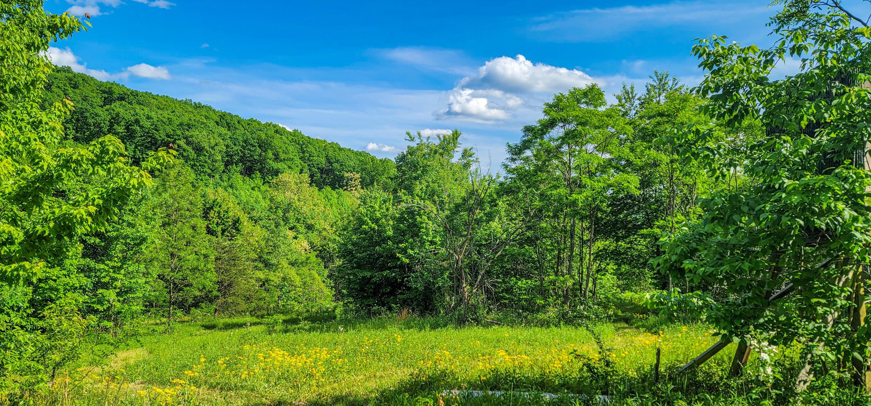 Spring City, Bledsoe County, TN Undeveloped Land for sale Property ID