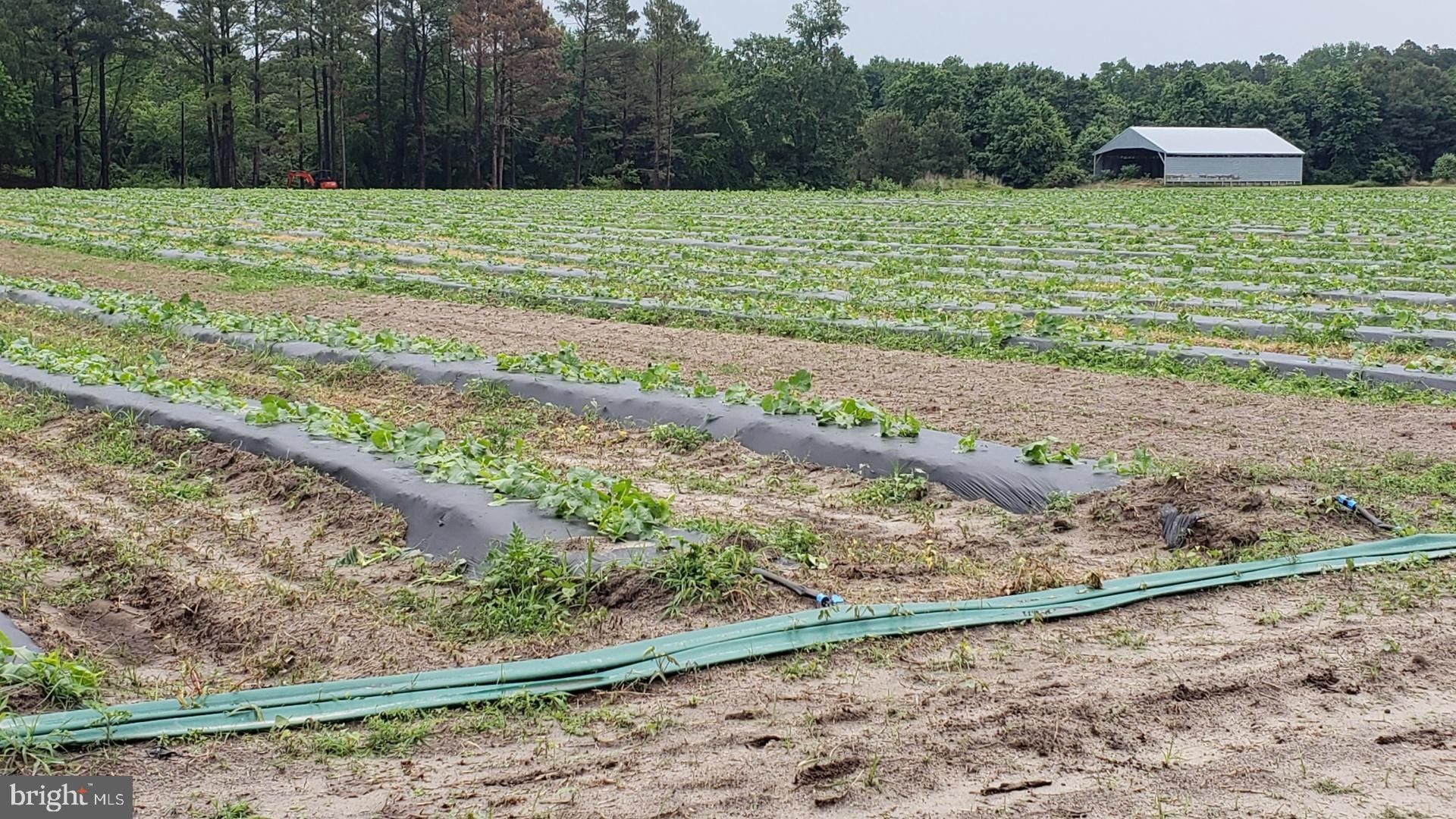 Mardela Springs, County, MD Farms and Ranches, House for sale