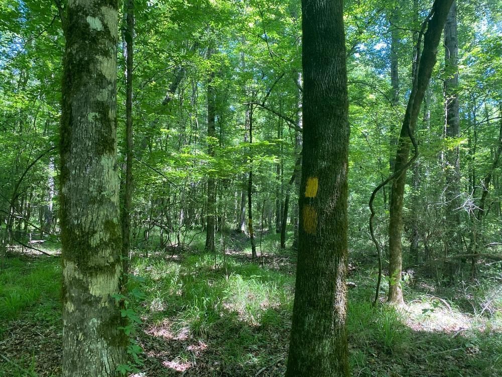 Chatham, Jackson Parish, LA Timberland Property, Undeveloped Land, Hunting Property for sale