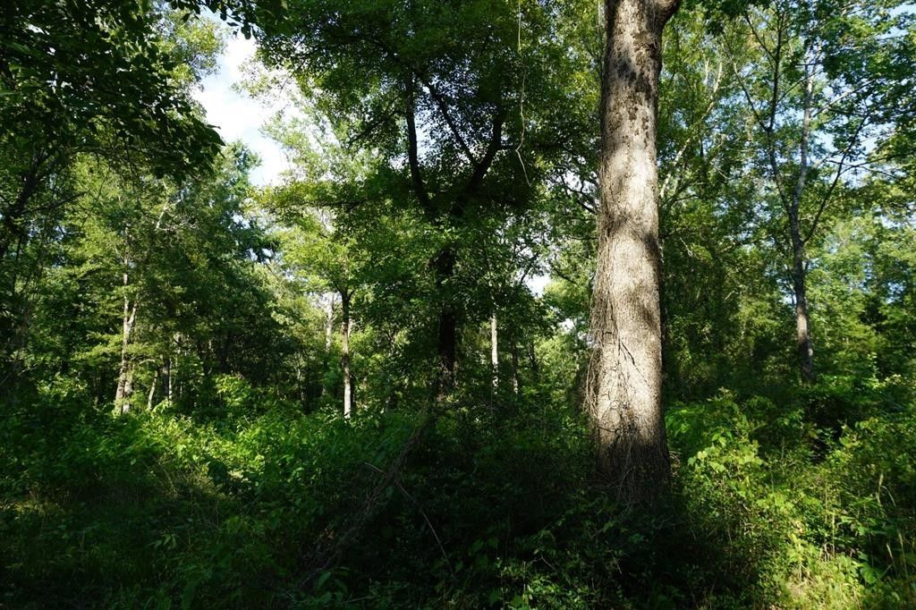 Cayuga, Anderson County, TX Undeveloped Land for sale Property ID