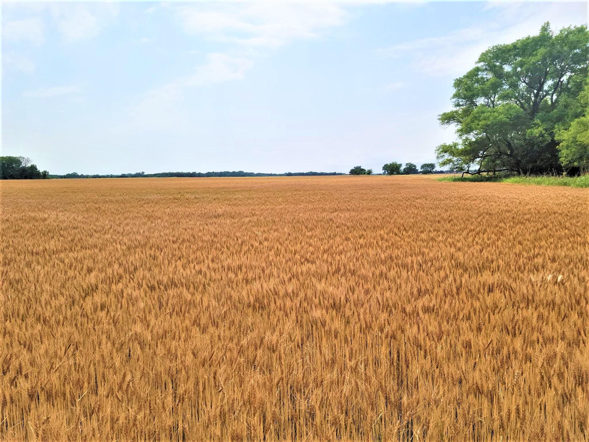 Sharon, Barber County, KS Farms and Ranches for sale Property ID