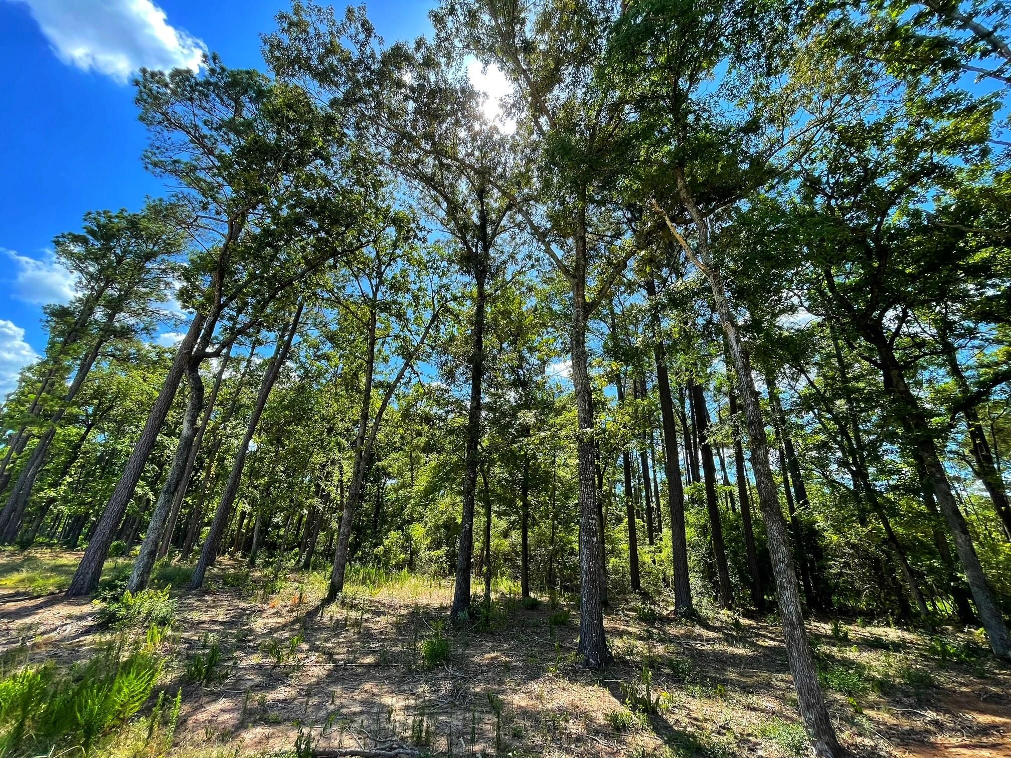 Centerville, Leon County, TX Recreational Property, Undeveloped Land