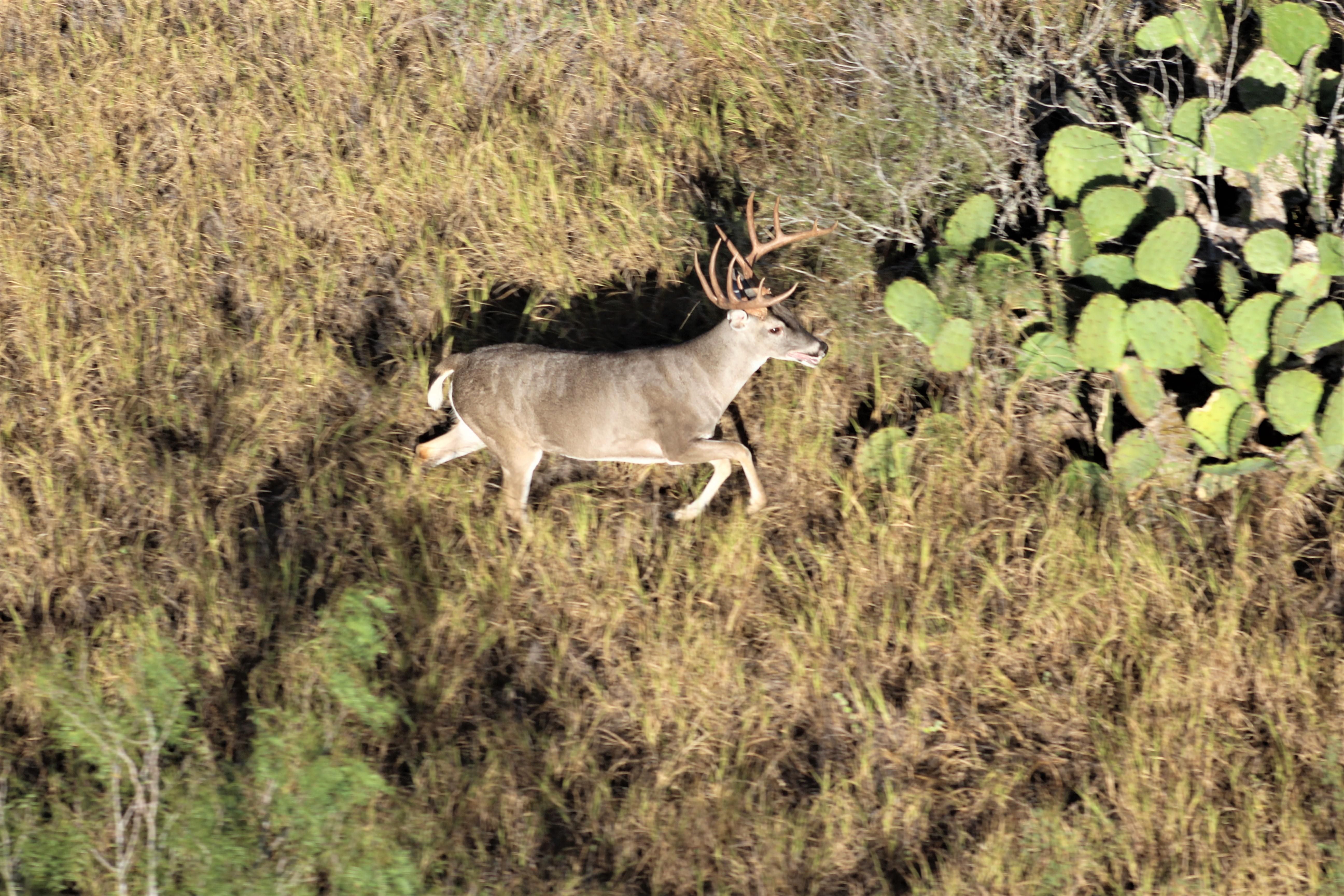3,780 acres in Encino, TX, 78353 LandWatch
