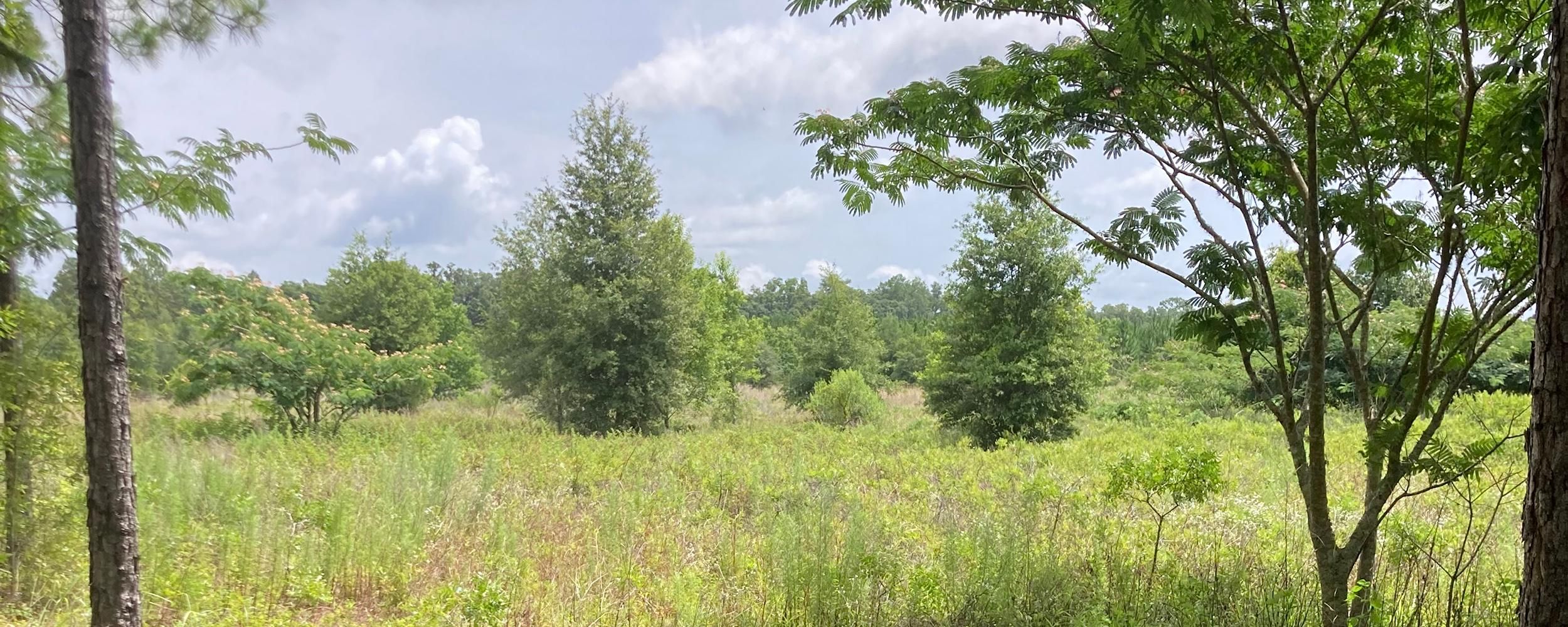 Williston, Levy County, FL Farms and Ranches, Recreational Property for