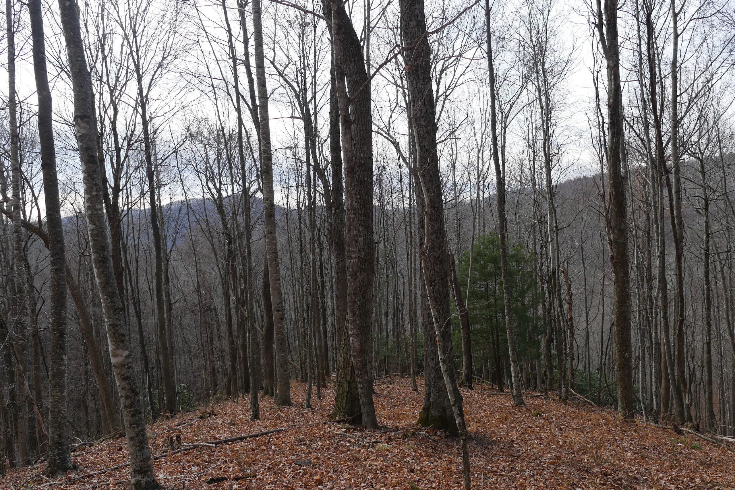 Whitetop, Grayson County, VA Farms and Ranches, Recreational Property