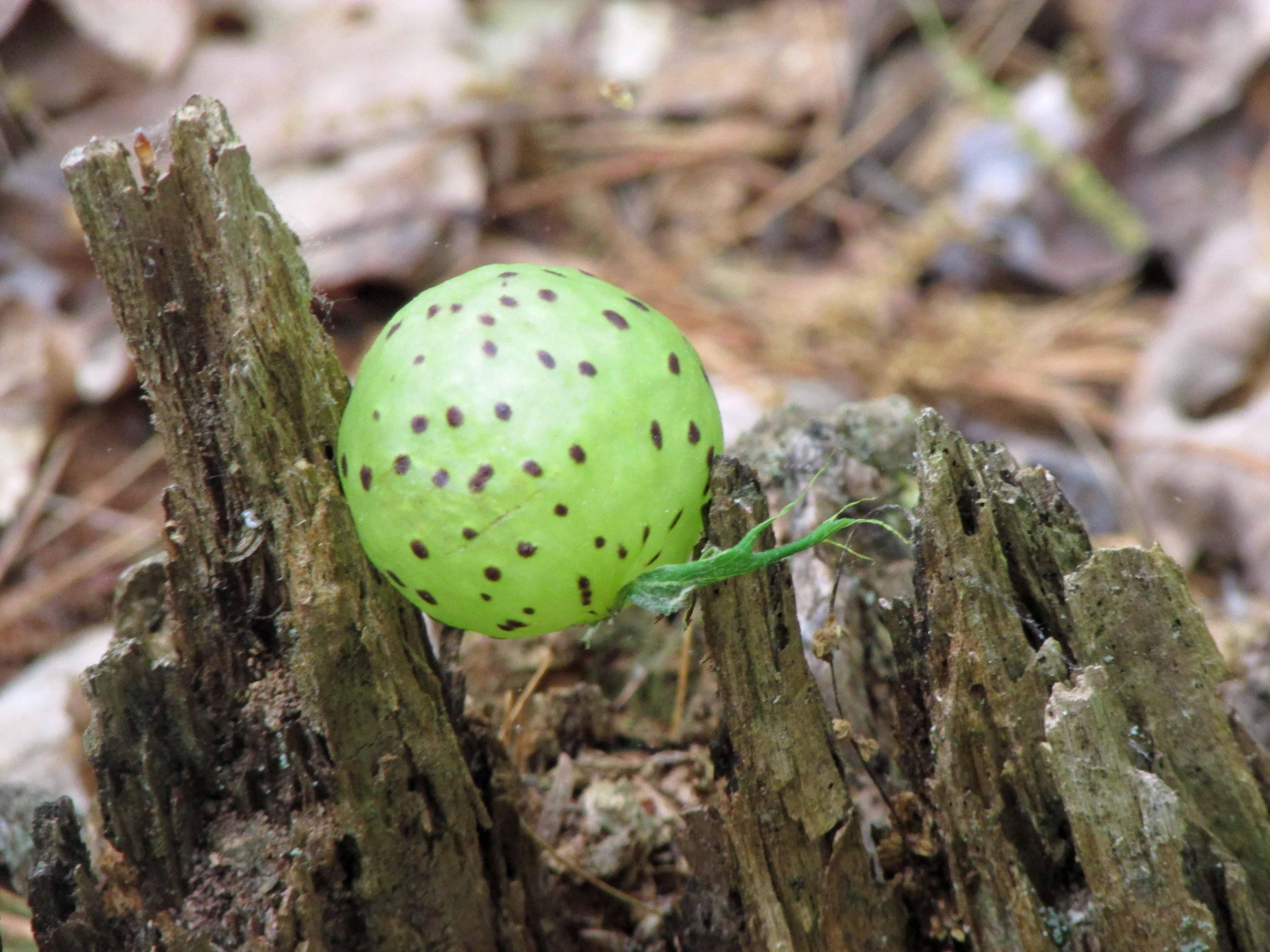 Napanoch, Ulster County, NY Recreational Property, Undeveloped Land