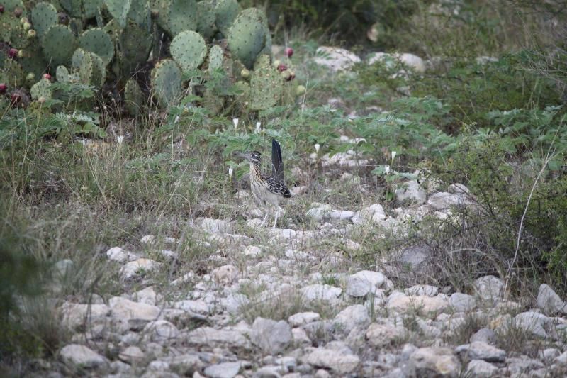 Rocksprings, Edwards County, TX Farms and Ranches, Recreational
