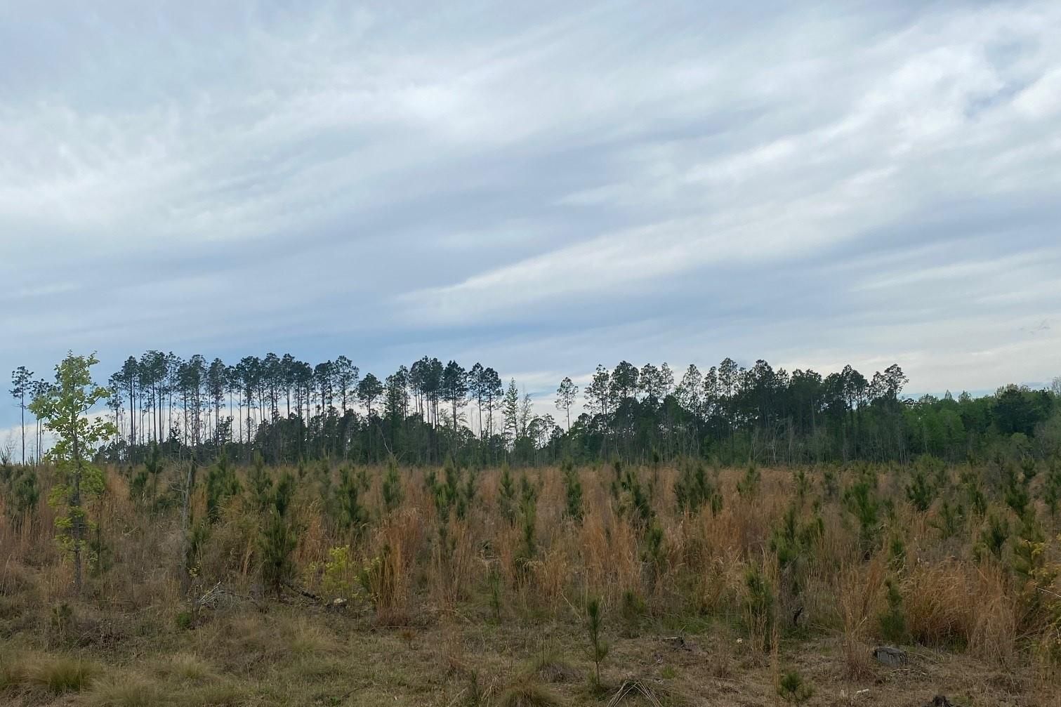 Ailey, Montgomery County, GA Recreational Property, Timberland Property