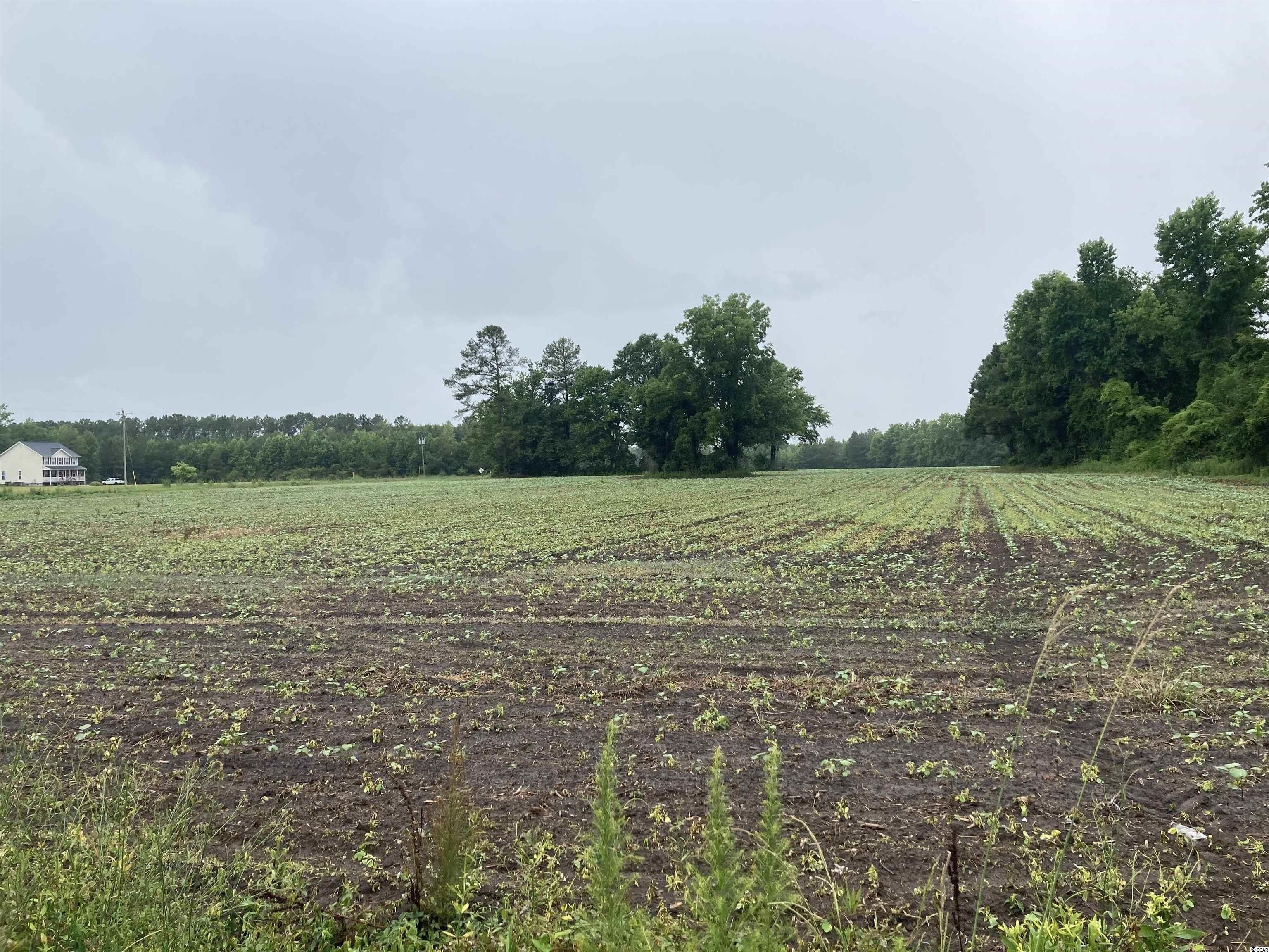 Hemingway, Williamsburg County, SC Undeveloped Land for sale Property