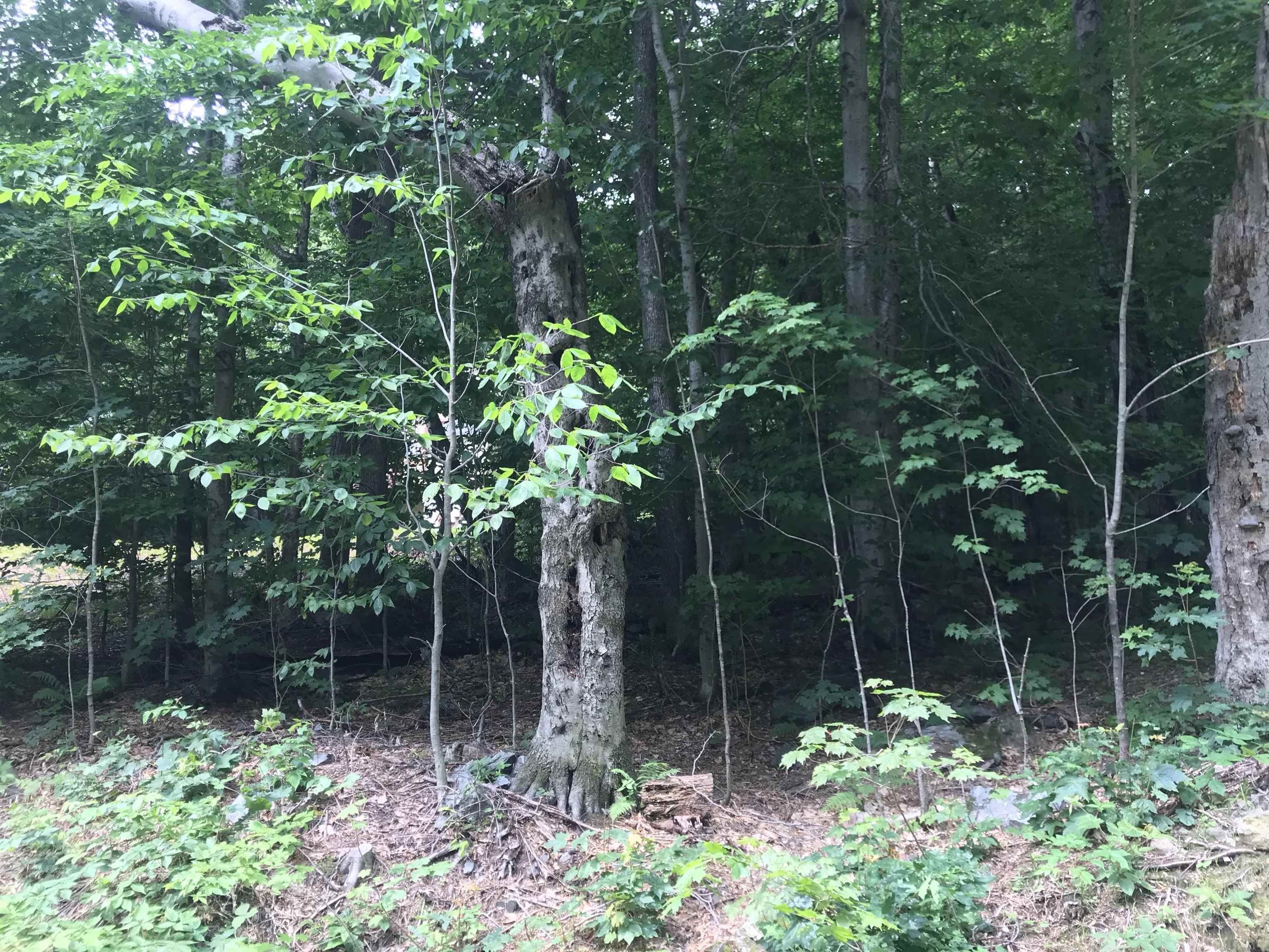 Wilmington, Windham County, VT Undeveloped Land, Homesites for sale