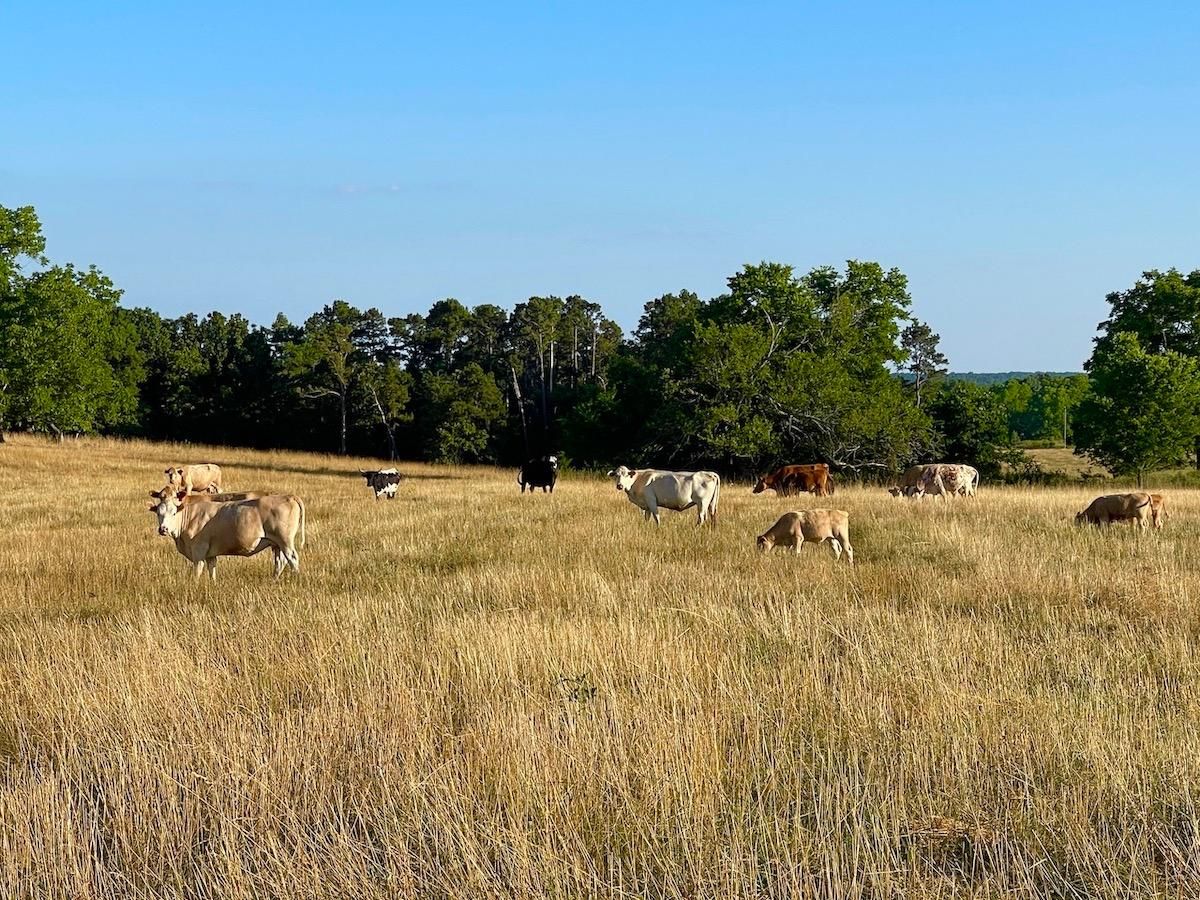 Dora, Douglas County, MO Farms and Ranches, House for sale Property ID 414141603 LandWatch