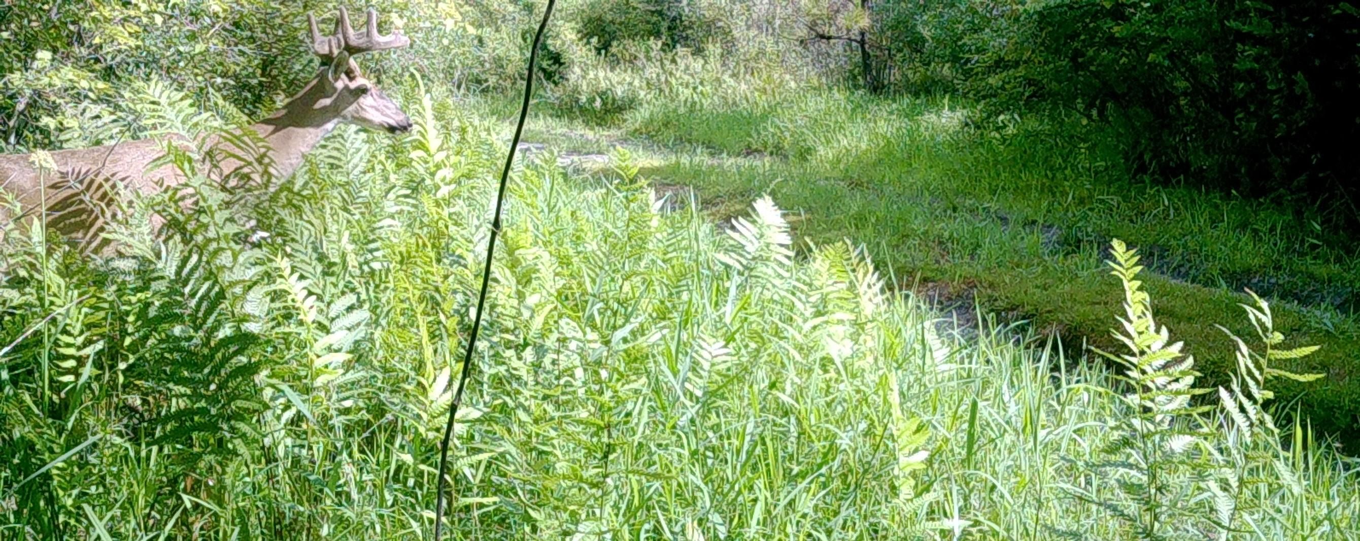 Perry, Taylor County, FL Recreational Property, Undeveloped Land