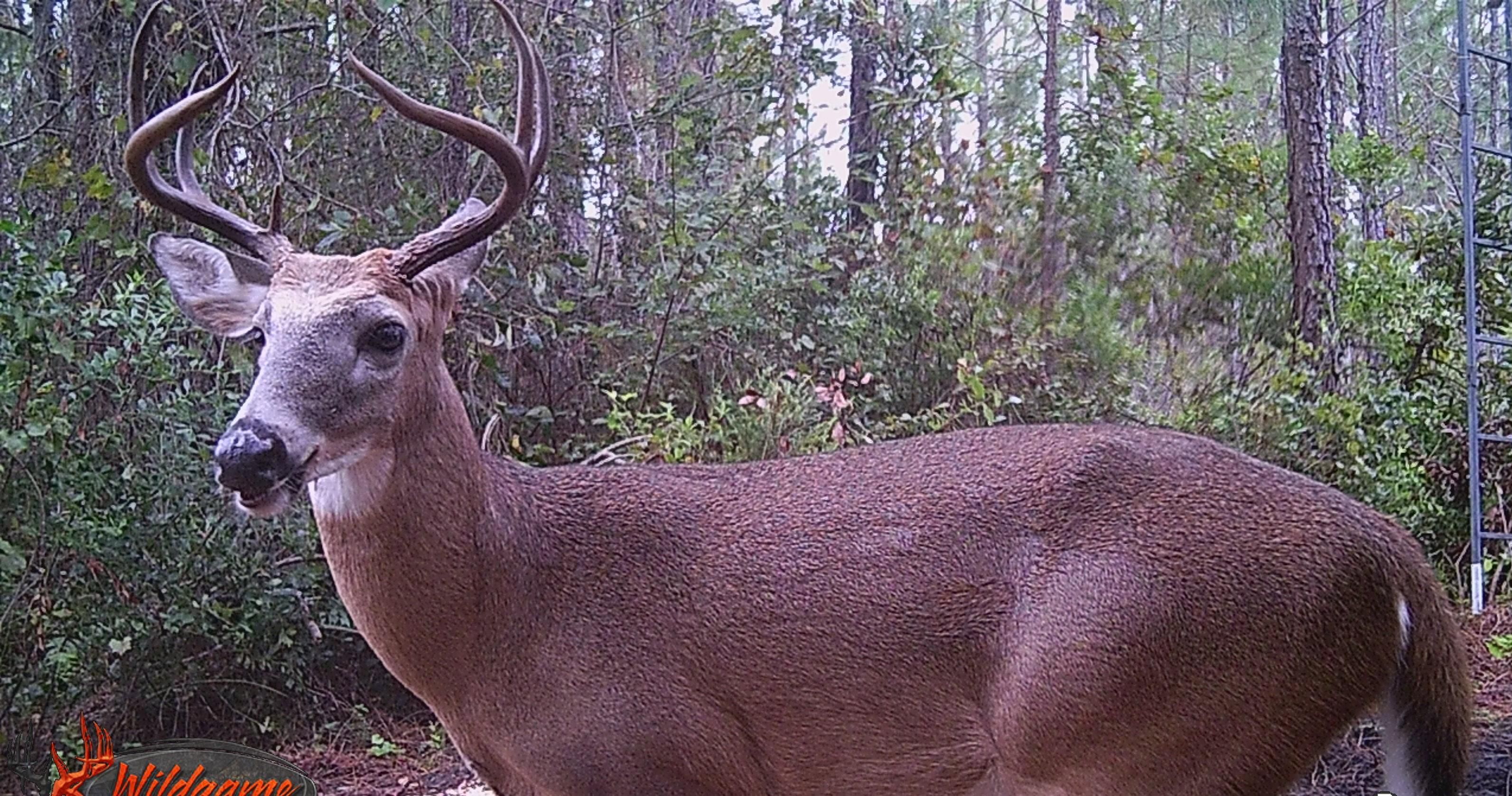 Perry, Taylor County, FL Recreational Property, Timberland Property