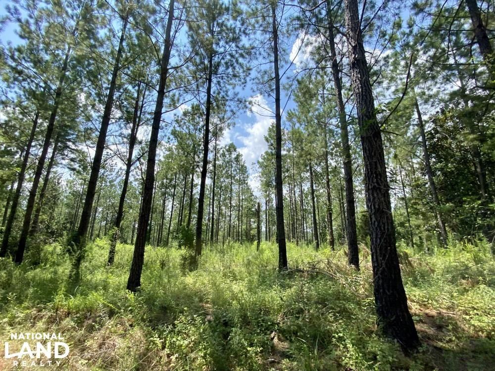 Franklin, Monroe County, AL Recreational Property, Timberland Property