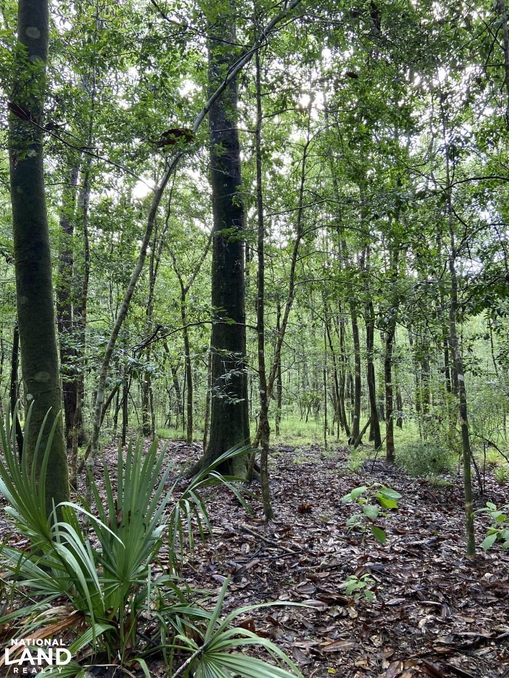 Ponce De Leon, Walton County, FL Recreational Property, Timberland