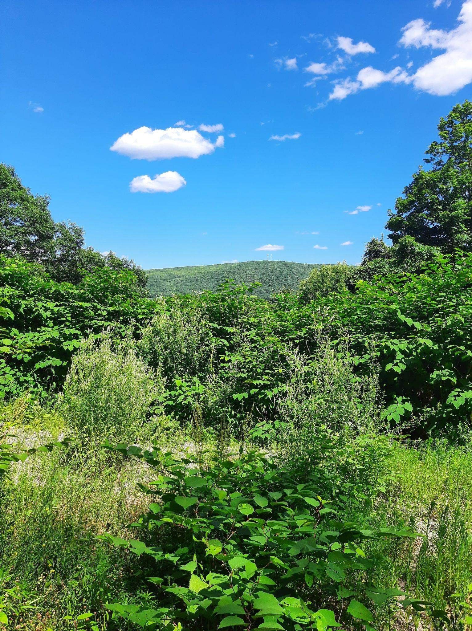 Rockingham, Windham County, VT Undeveloped Land, Homesites for sale