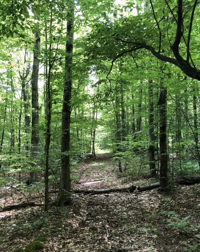 Port Crane, Broome County, NY Timberland Property, Hunting Property for