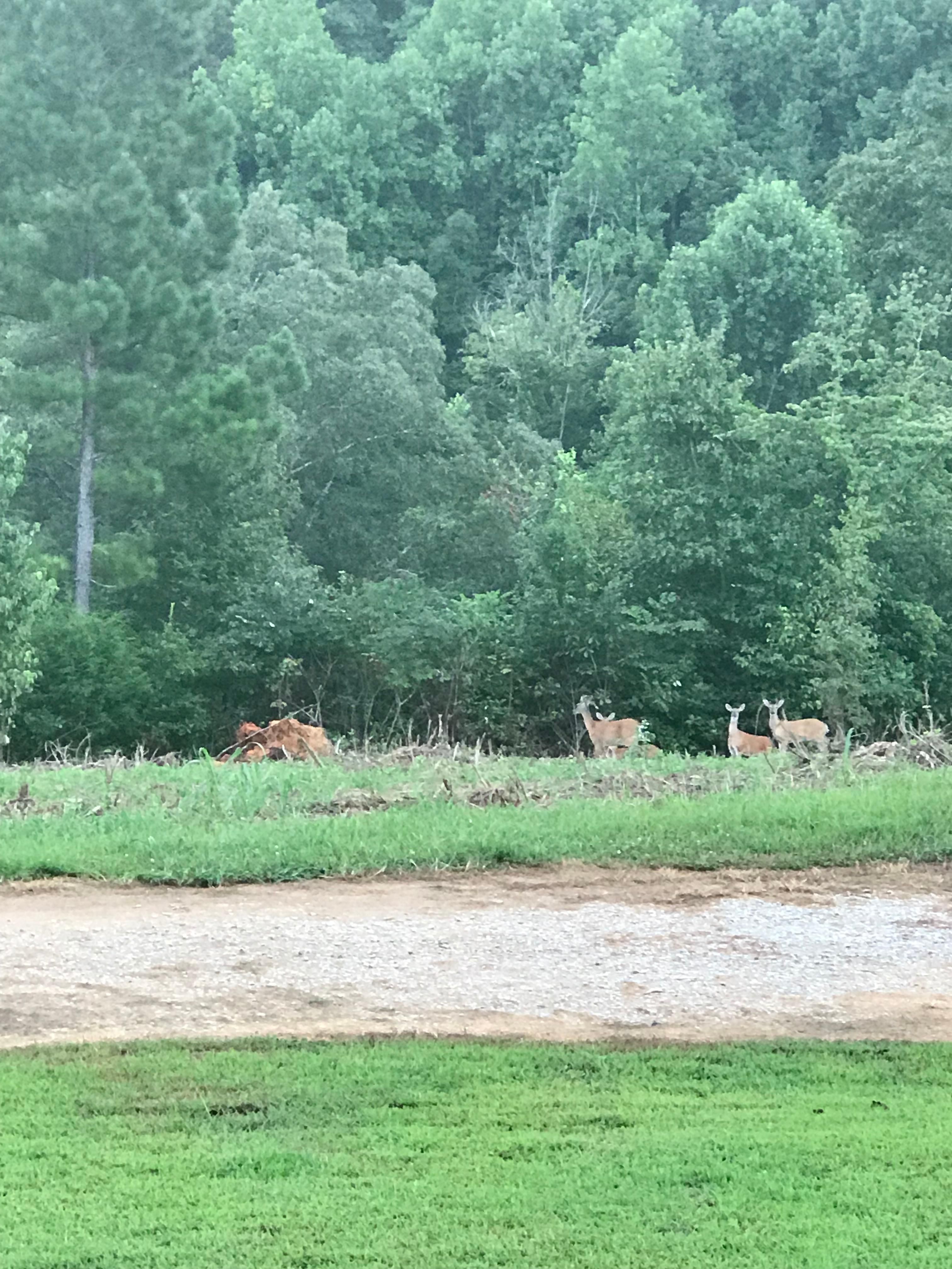 Belvidere, Franklin County, TN Farms and Ranches, Horse Property for