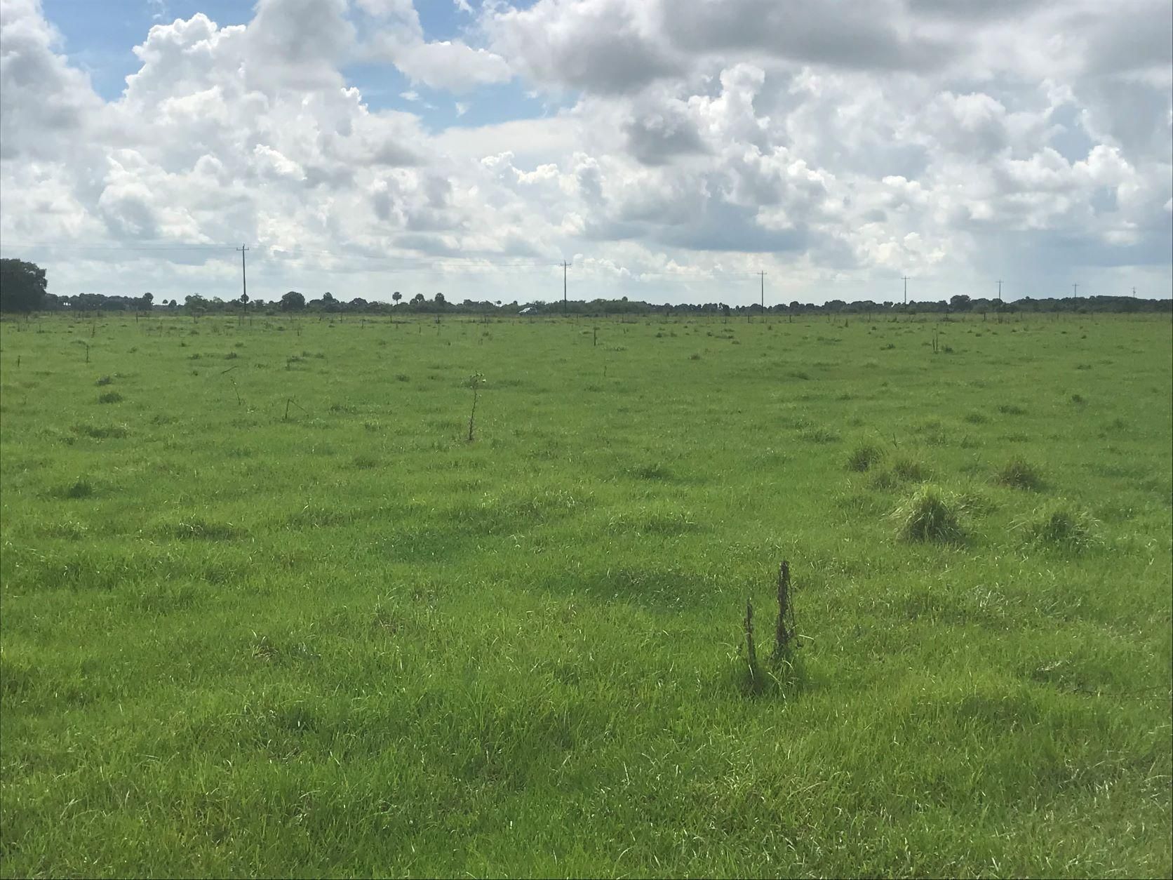 Okeechobee, Okeechobee County, FL Farms and Ranches, Horse Property for