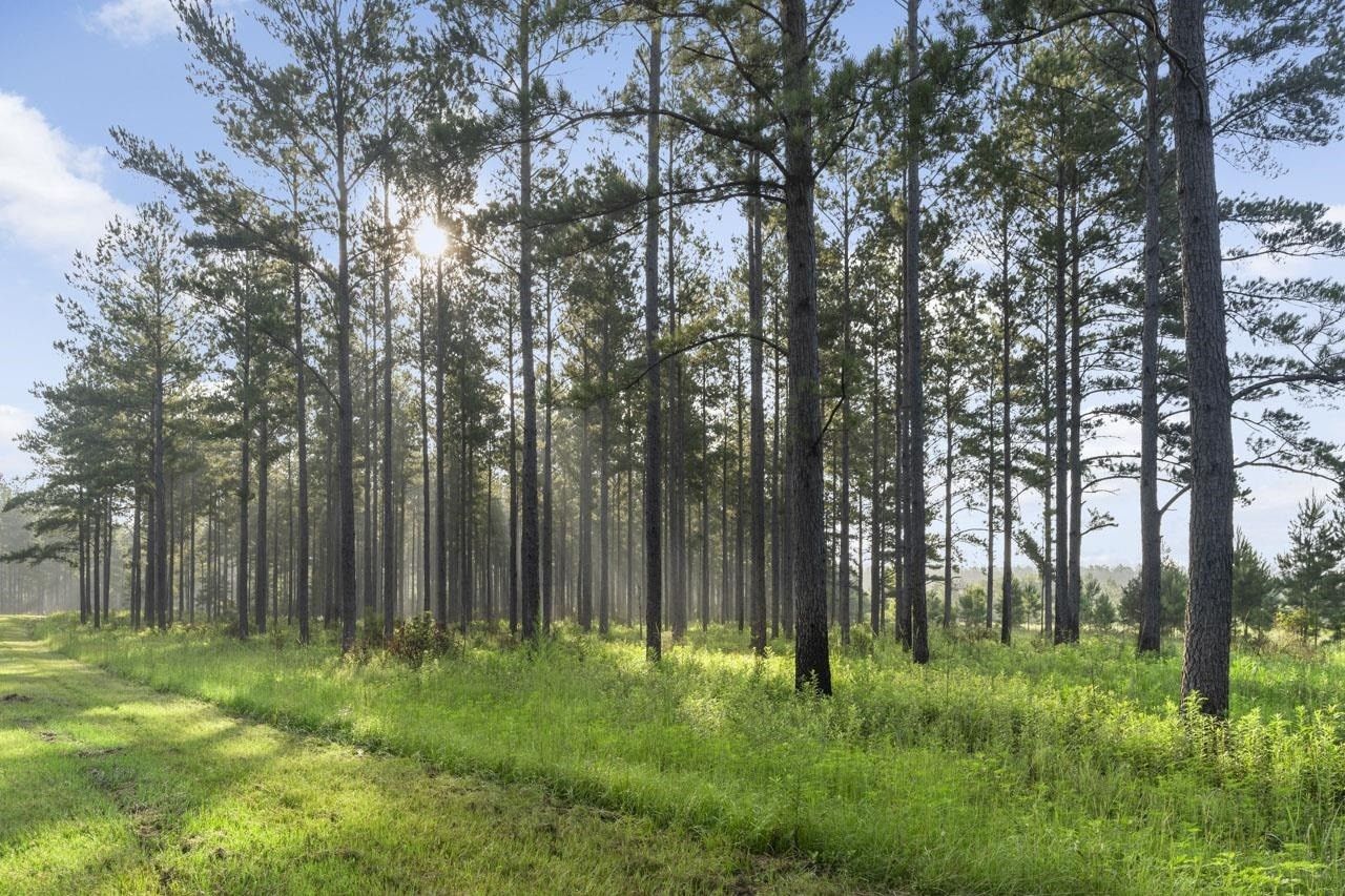Monticello, Leon County, FL Undeveloped Land for sale Property ID 414191681 LandWatch