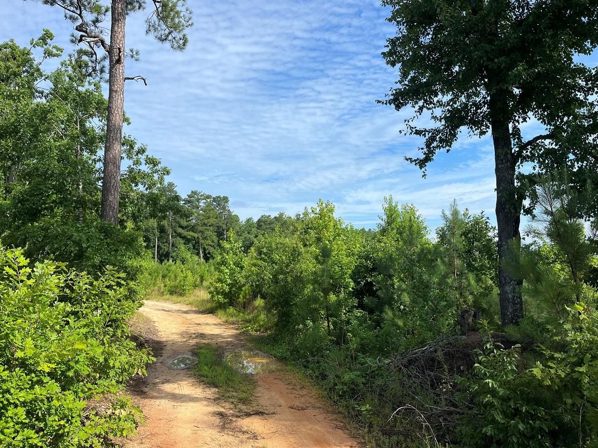 90 acres in Dinwiddie, VA, 23894 MLS B357 OEP Cousins LandWatch