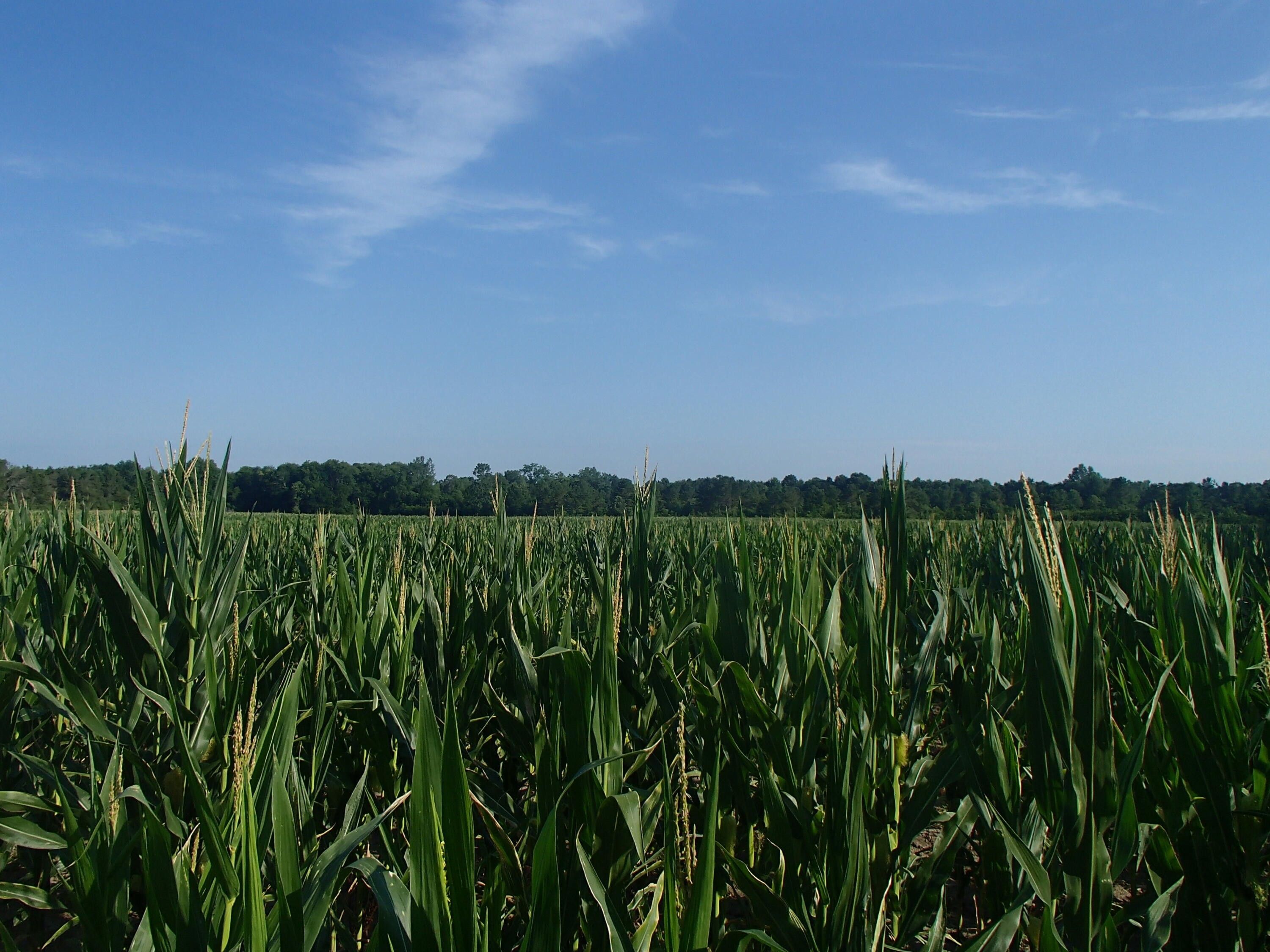 Starkville, Oktibbeha County, MS Undeveloped Land, Lakefront Property