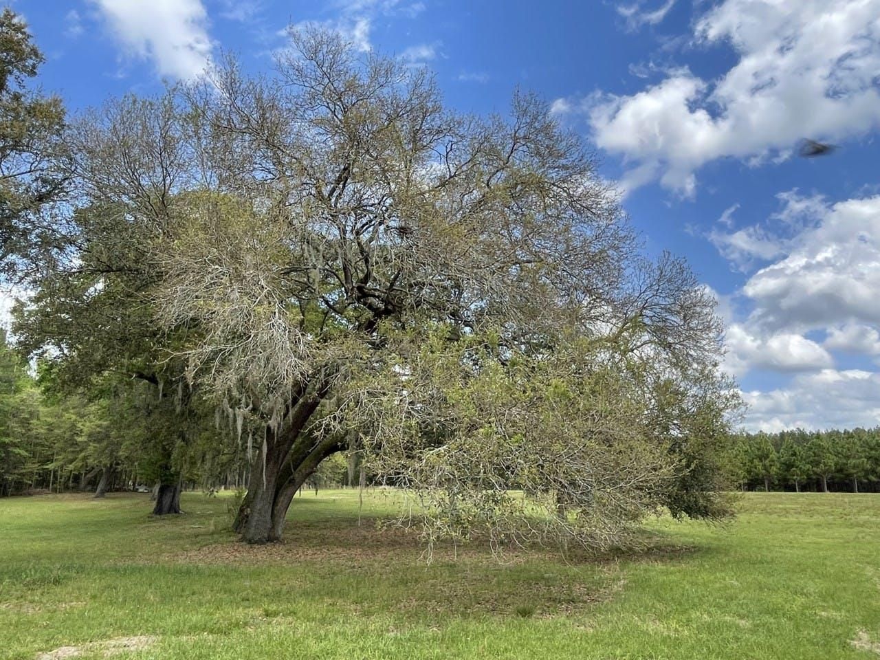 Hampton, Hampton County, SC for sale Property ID 413350015 LandWatch