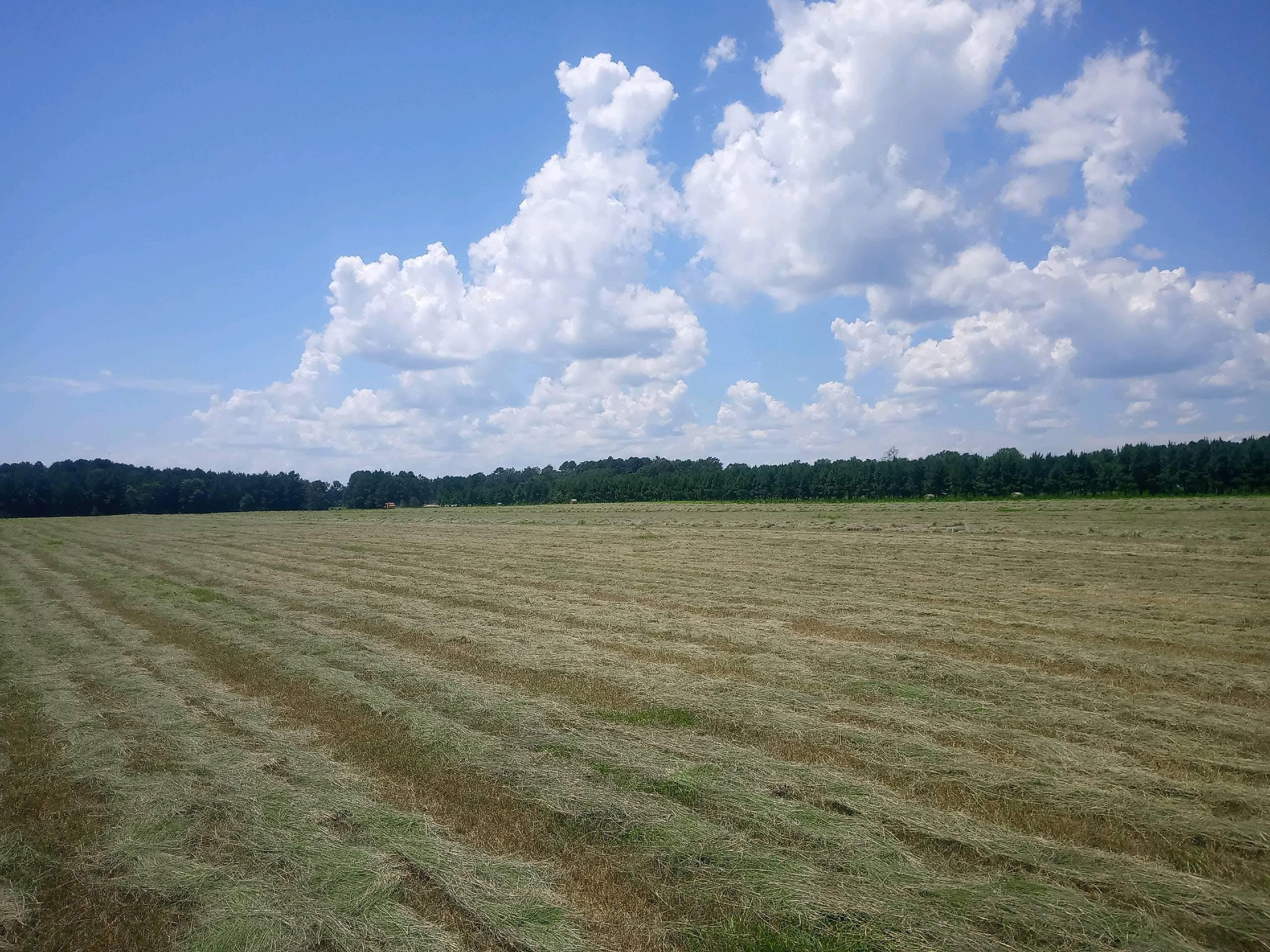 Lee County, SC Timberland Property for sale Property ID