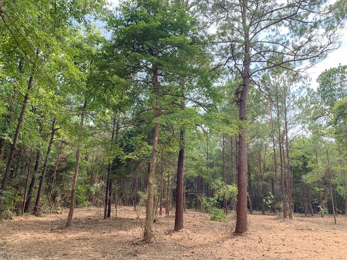 Warren, Tyler County, TX Recreational Property, Undeveloped Land