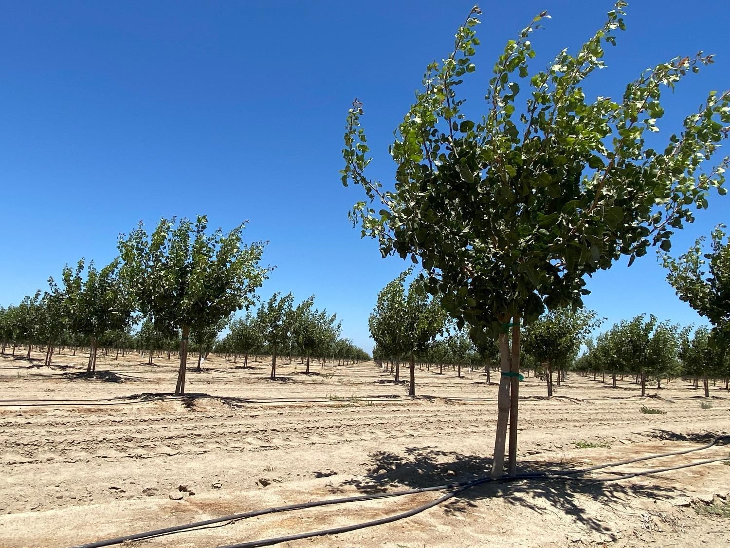 Kerman, Fresno County, CA Farms and Ranches, Commercial Property for sale Property ID 414240042