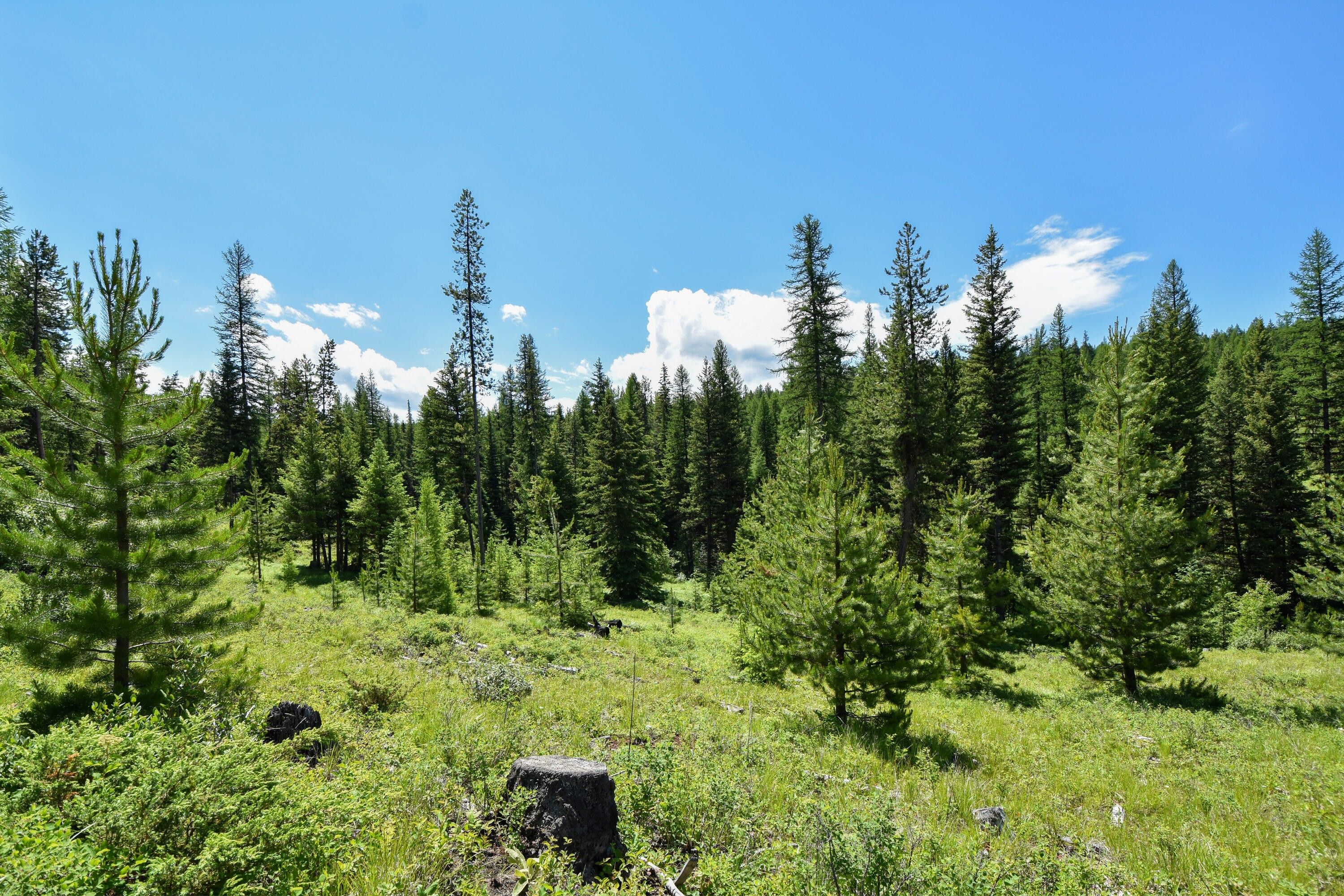 Trego, Lincoln County, MT Undeveloped Land for sale Property ID