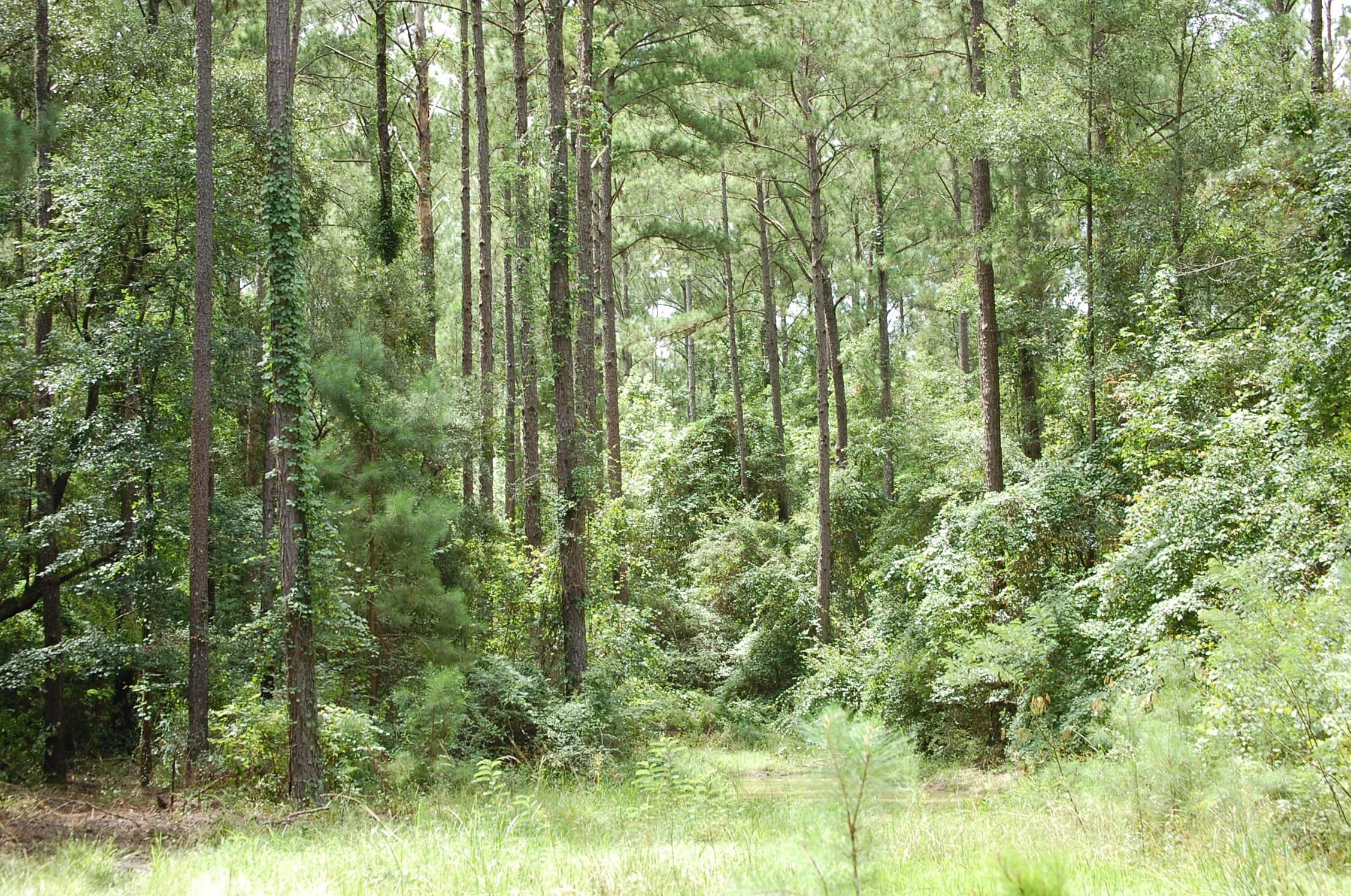 Lenox, Cook County, GA Recreational Property, Timberland Property
