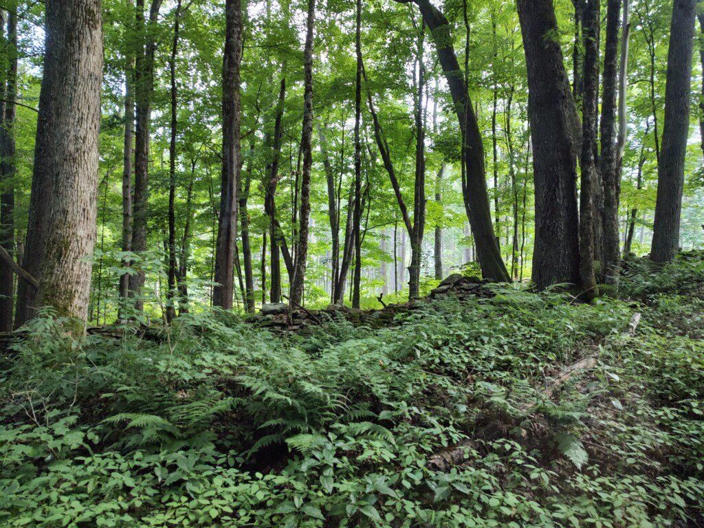 Mcdonough, Chenango County, NY Recreational Property, Timberland
