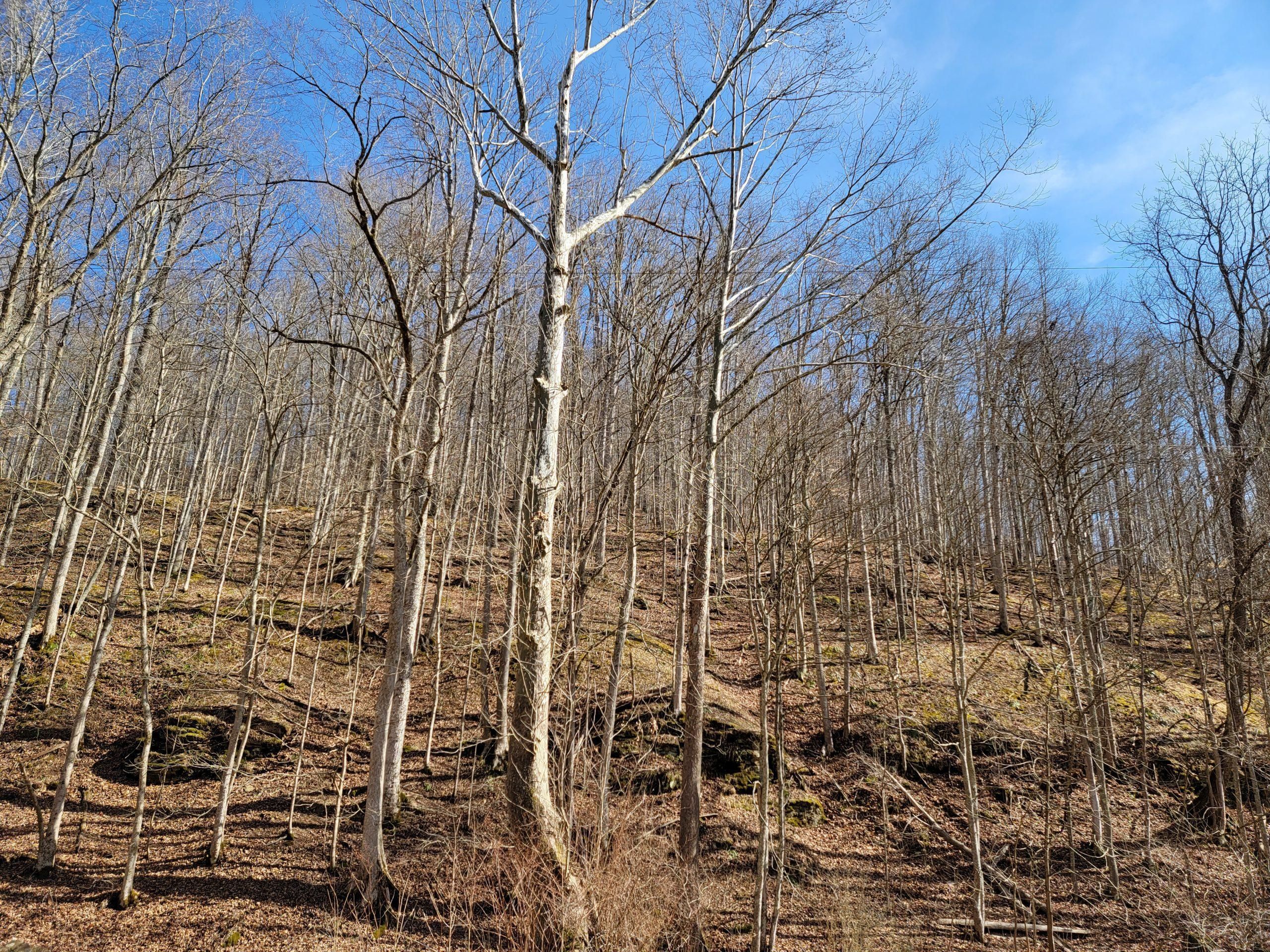 Elizabeth, Wirt County, WV Recreational Property for sale Property ID