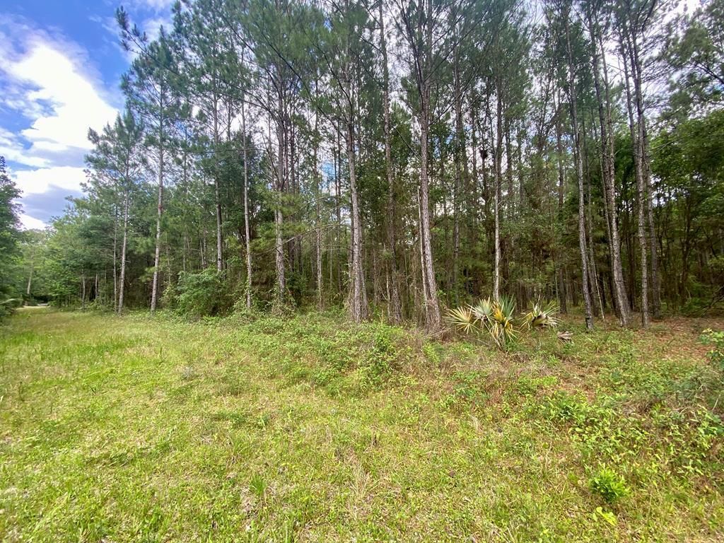 Florida State Road 24, Otter Creek, FL 32683 MLS 784458 LandWatch