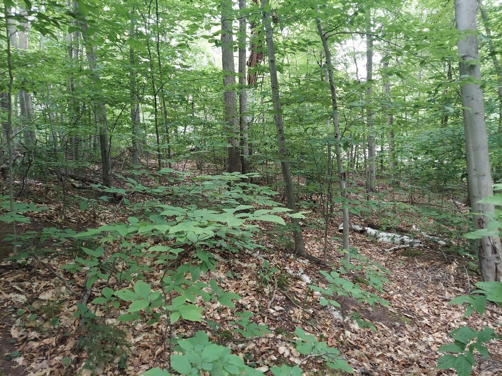 Gaylord, Otsego County, MI Undeveloped Land, Lakefront Property