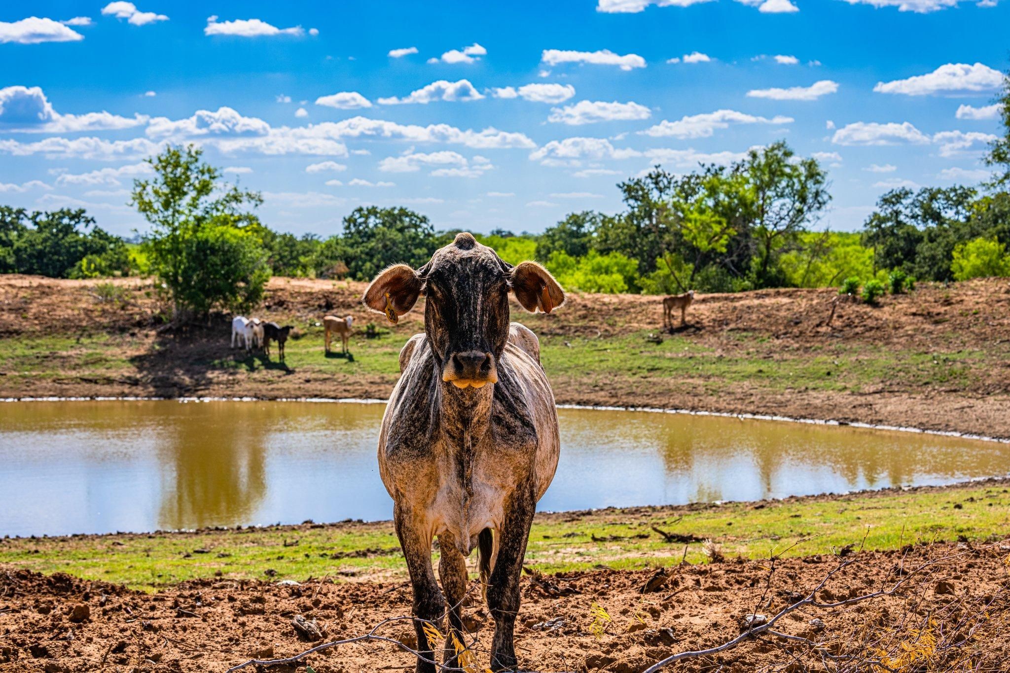 Jourdanton, Atascosa County, TX Farms and Ranches, Recreational